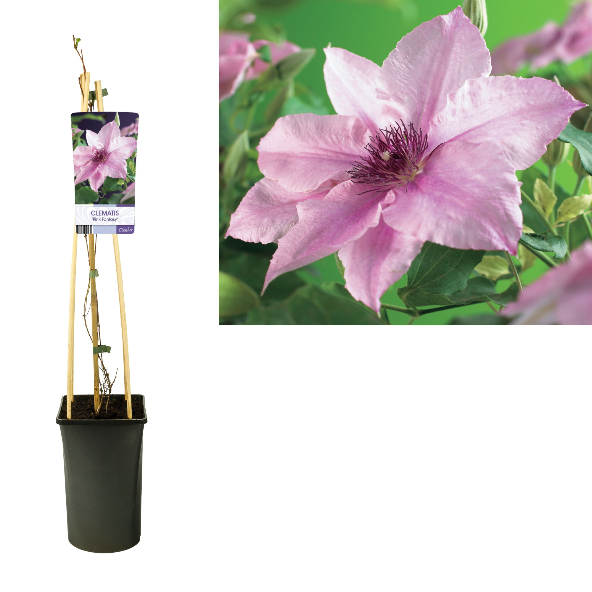 Clematis 'Pink Fantasy' +light label, D 17 cm