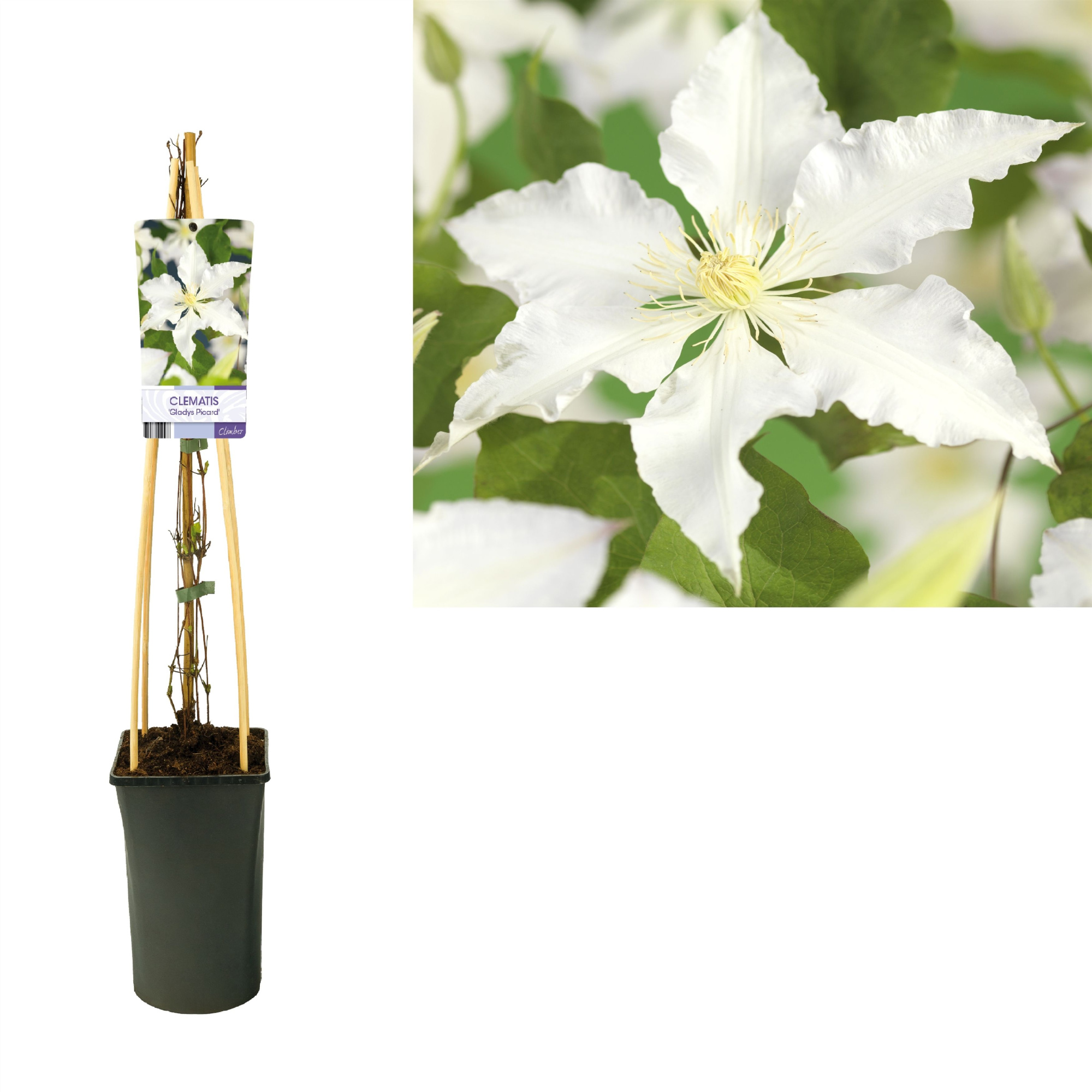 Clematis 'Gladys Picard' +light label, D 17 cm