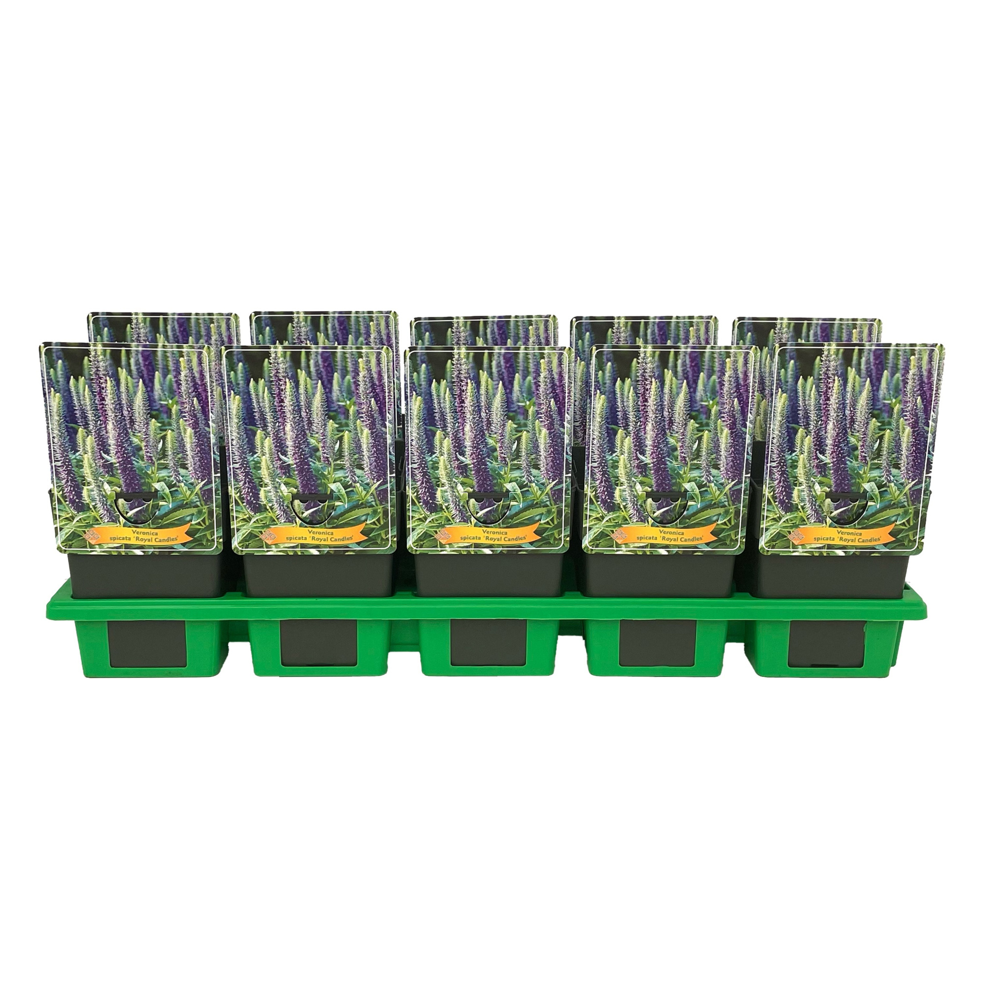 Veronica spicata 'Royal Candles' P11, D 11