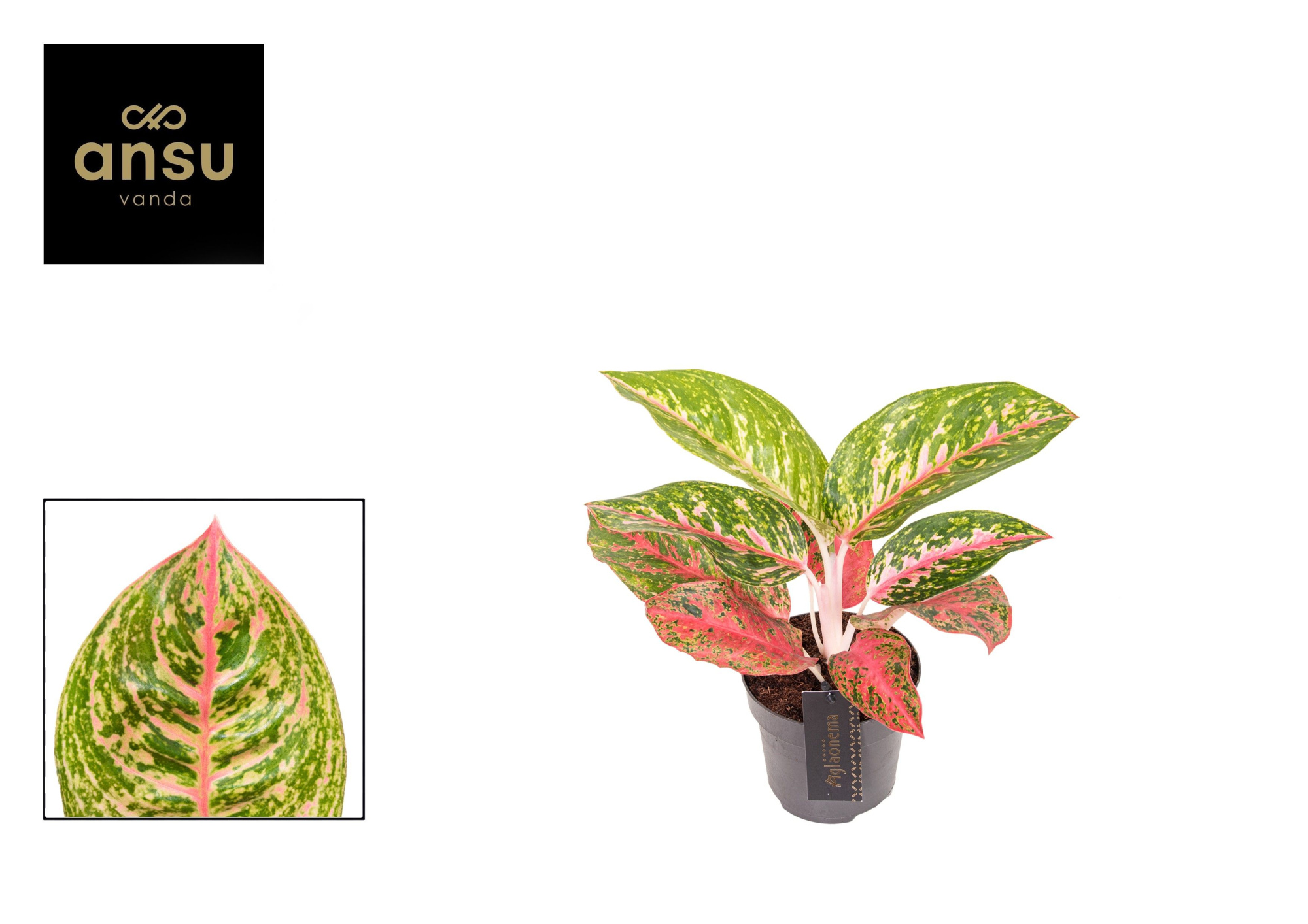 Aglaonema Red Reflections, D 12 cm