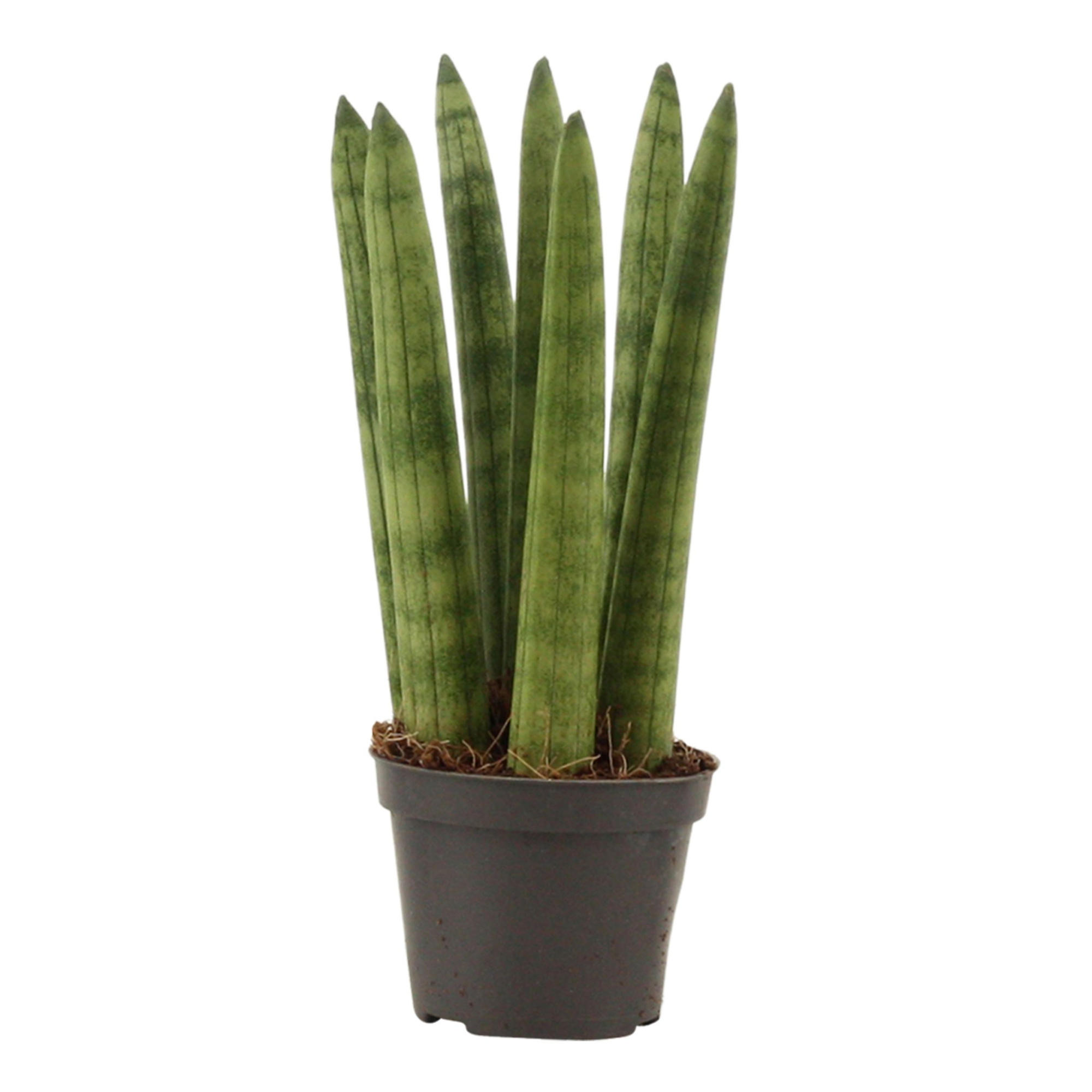 Sansevieria Cylindrica 6 cm Straight, D 6 cm