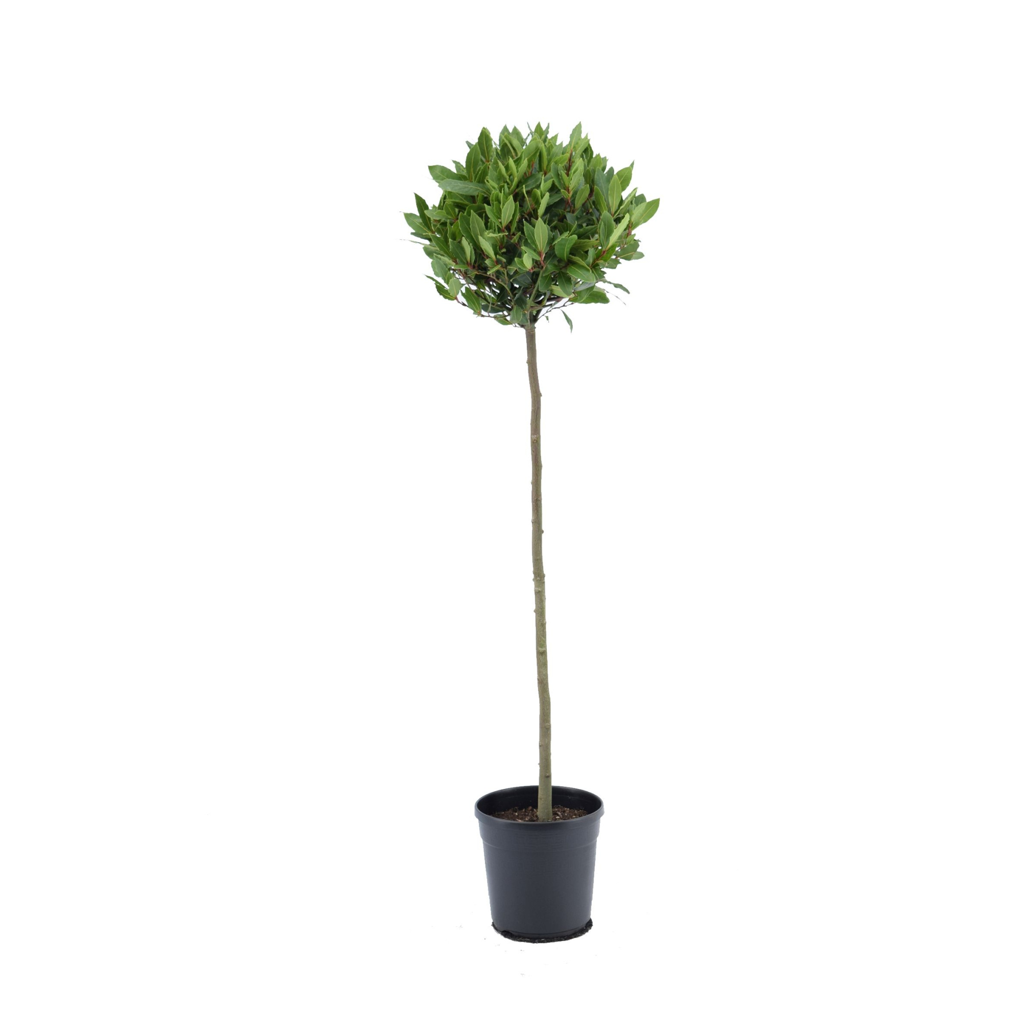 Laurus nobilis Bol op stam, D 20 cm