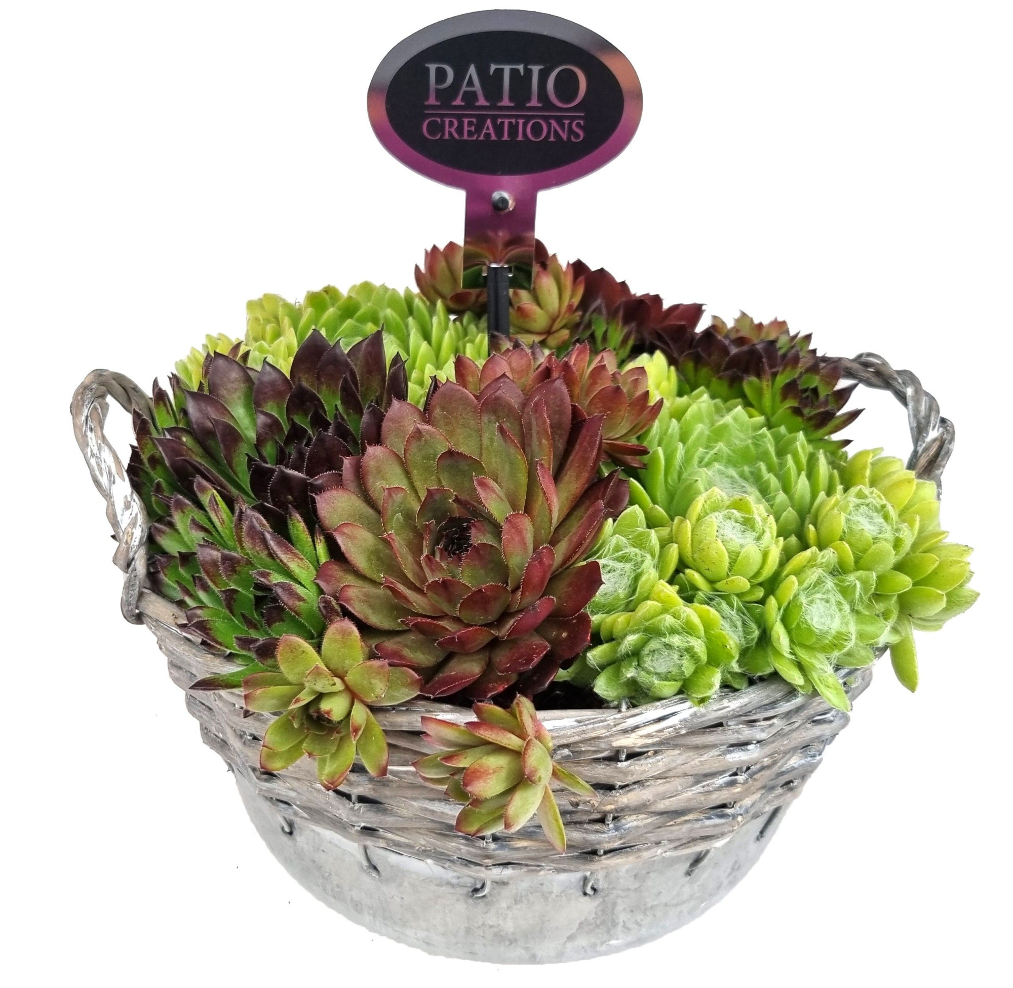 SE501-9323 Sempervivum zink rattan rond, D 24 cm
