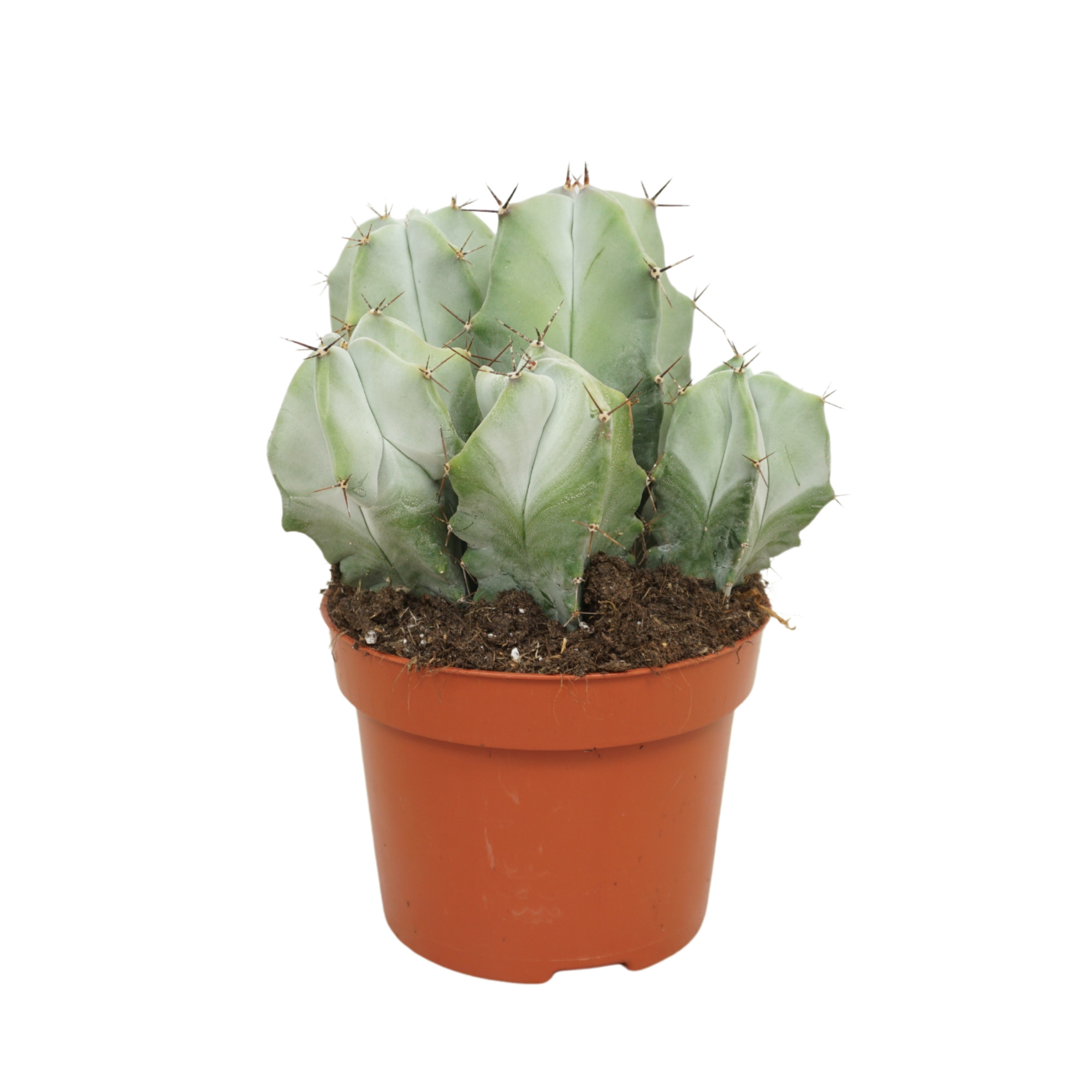 Ritterocereus pruinosus 12 cm, D 12 cm