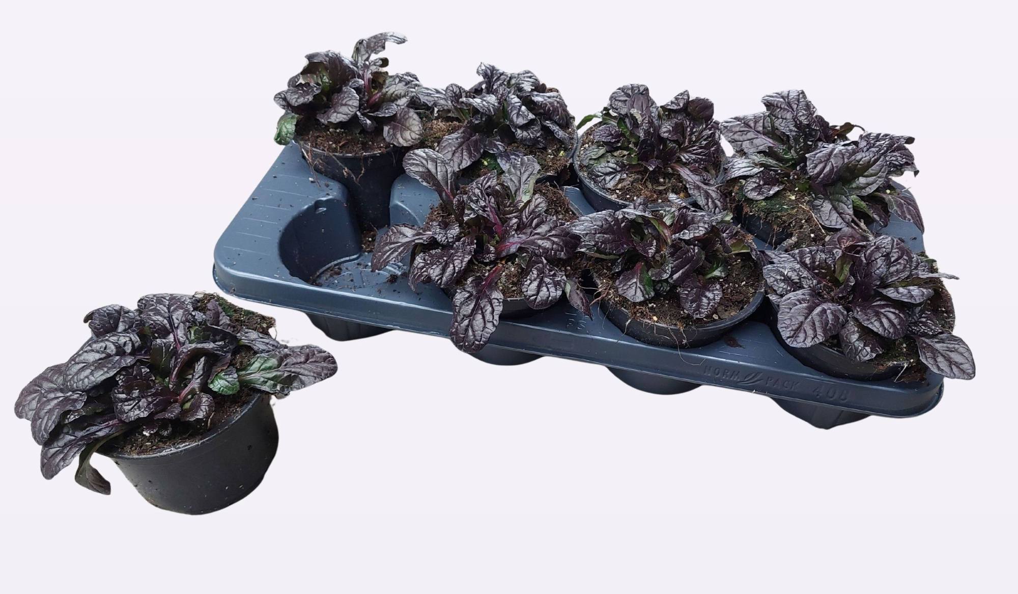 ajuga braunhertz, D 13