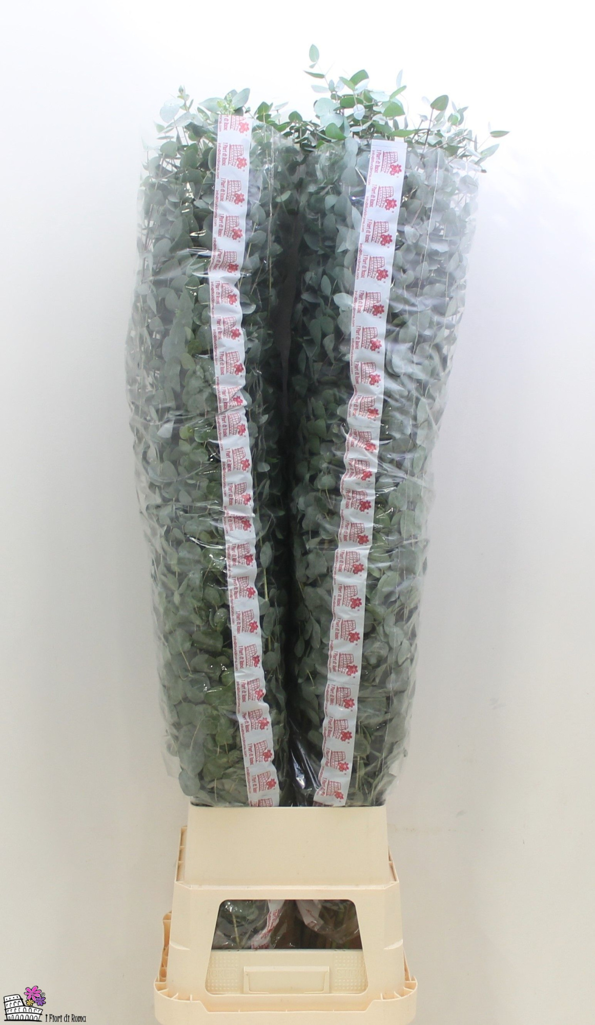 Эвкалипт Цинерея 160, шт.