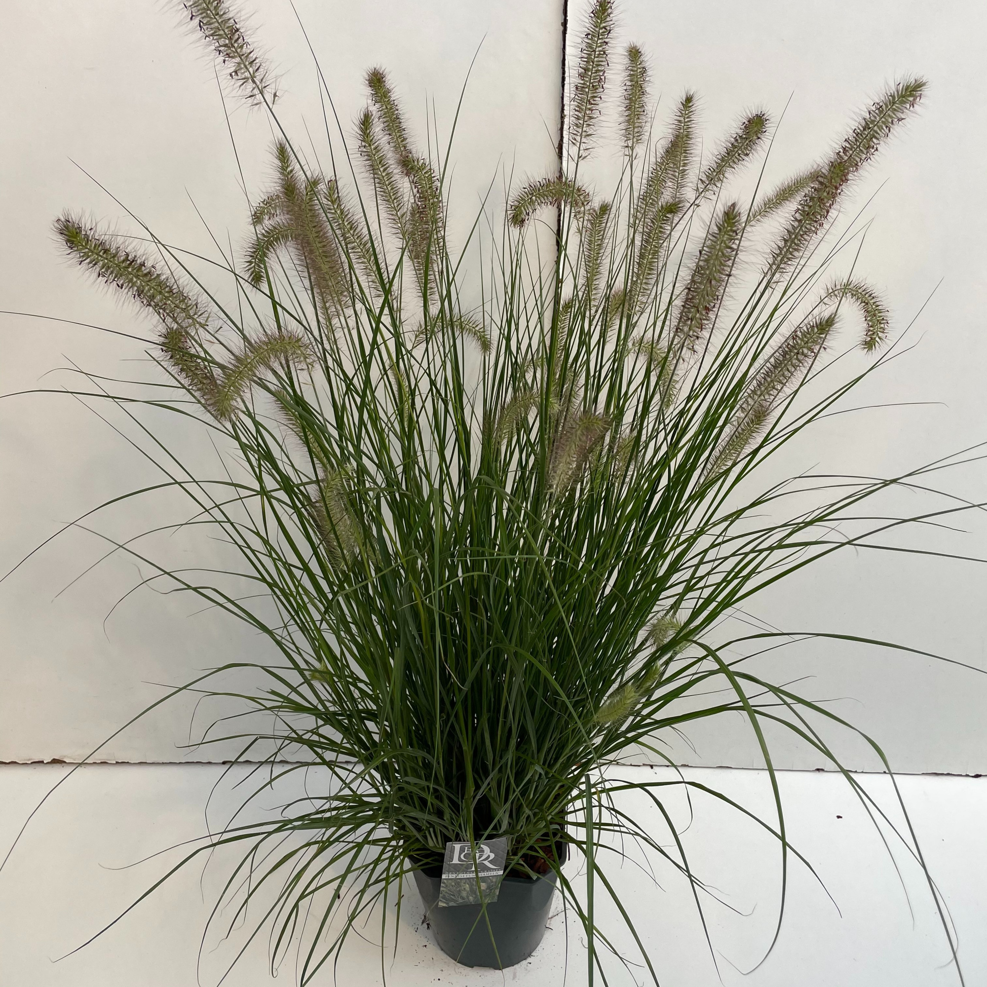 Pennisetum 'Hameln', D 23 cm