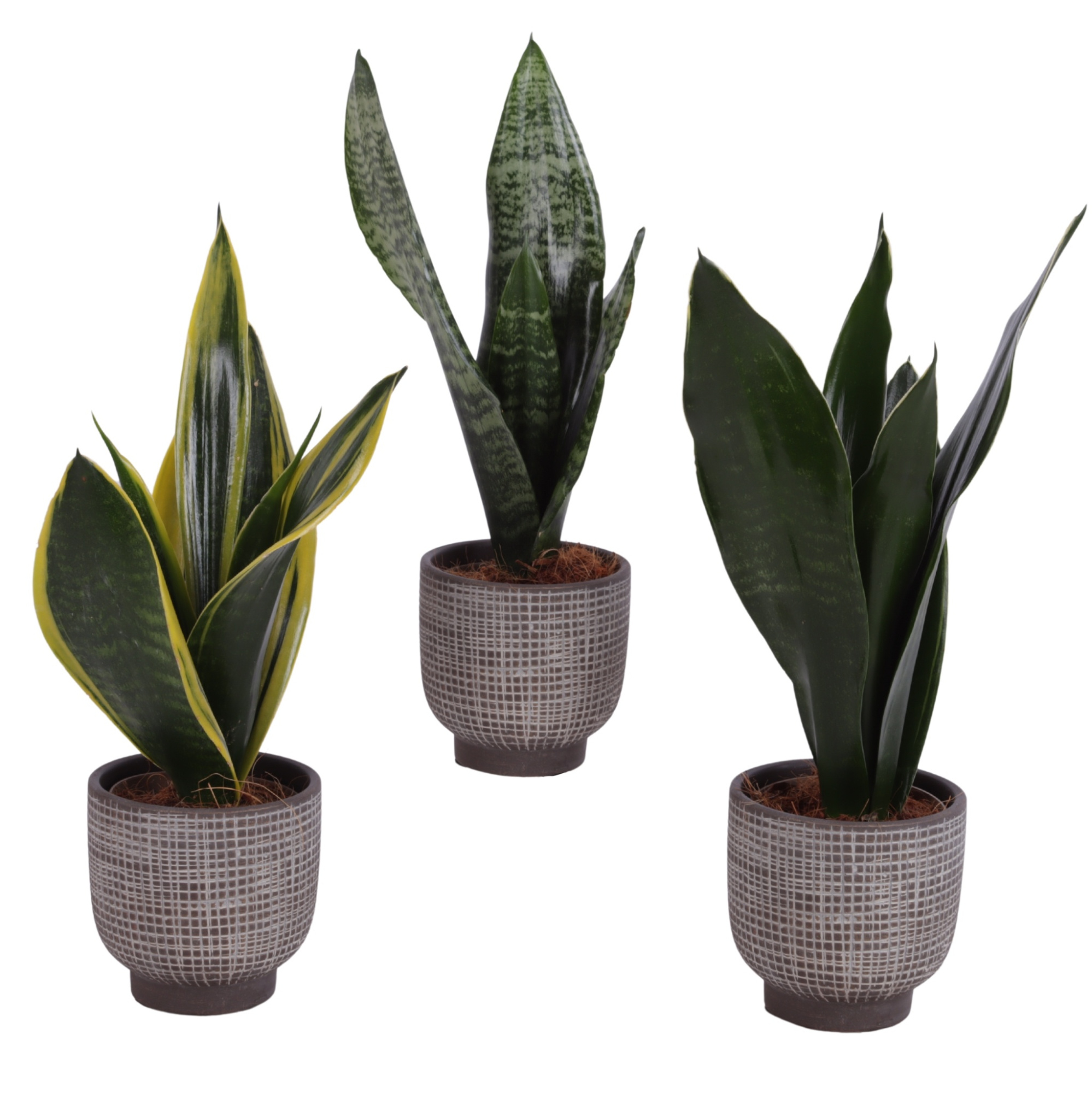 Sansevieria mix Ø09cm in Ø11cm Ceramic PL671, D 11