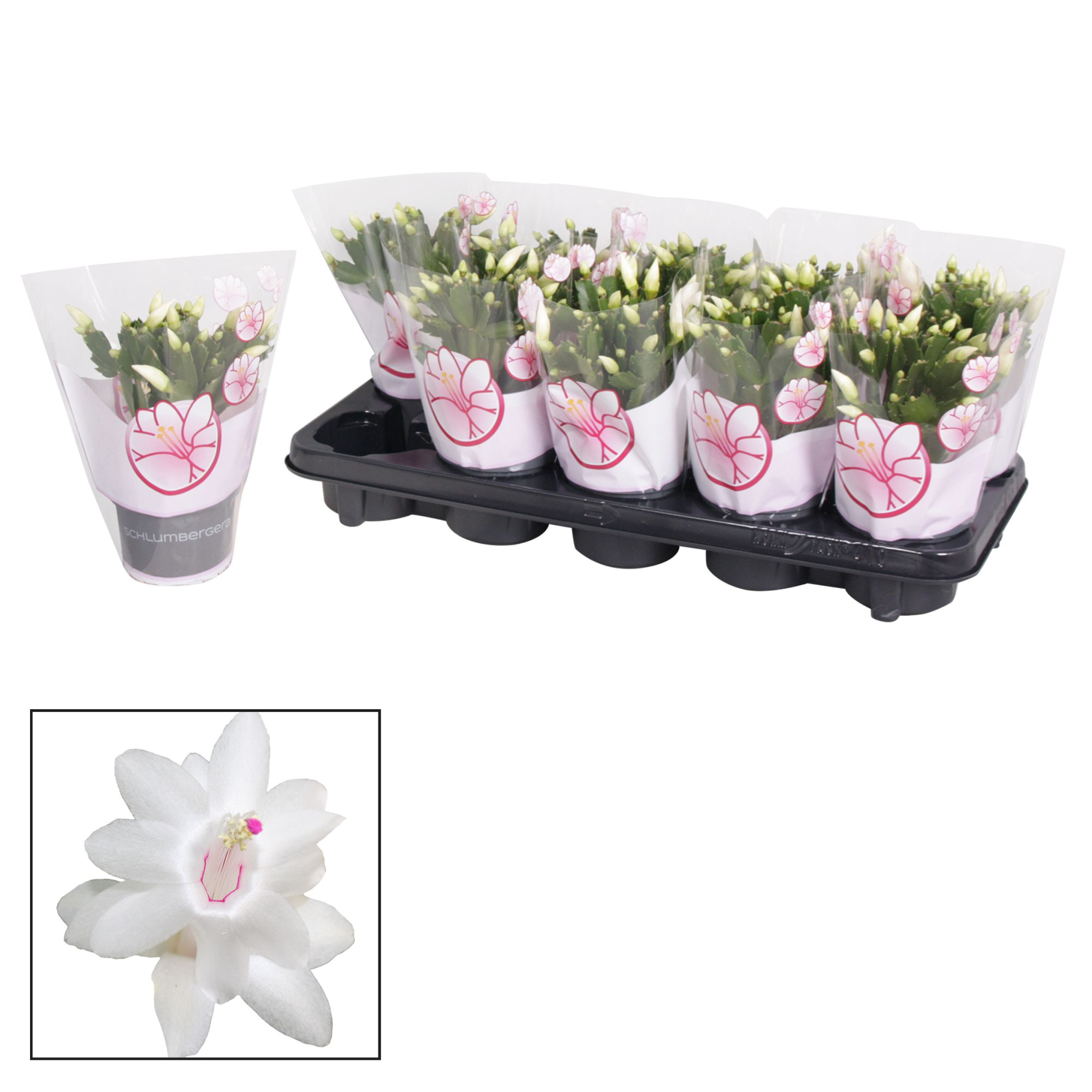 Schlumbergera - 10,5 cm - White (Malissa), D 10,5