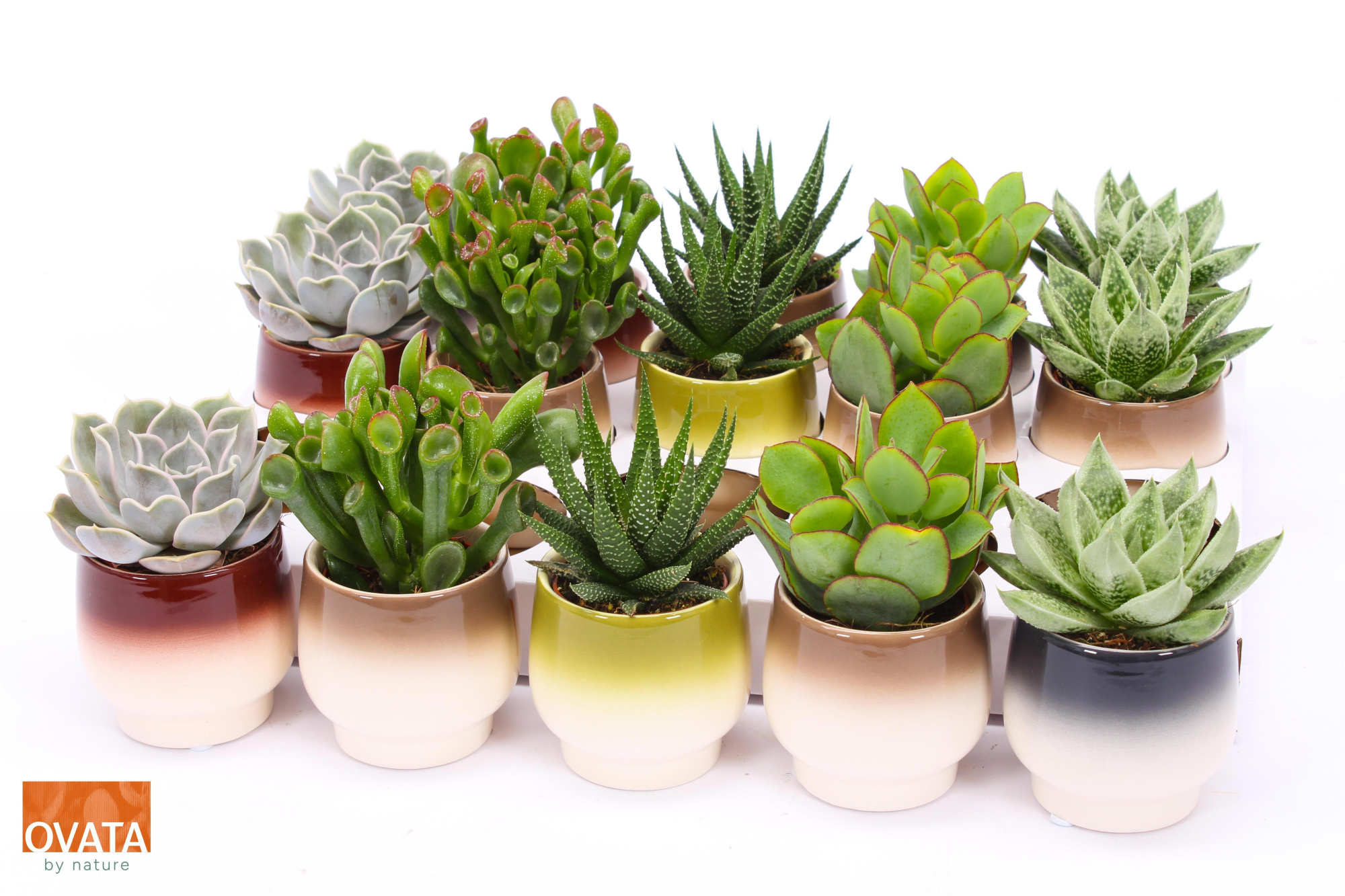 Succulent mix in Capri 7 PD - NON CITES, D 7