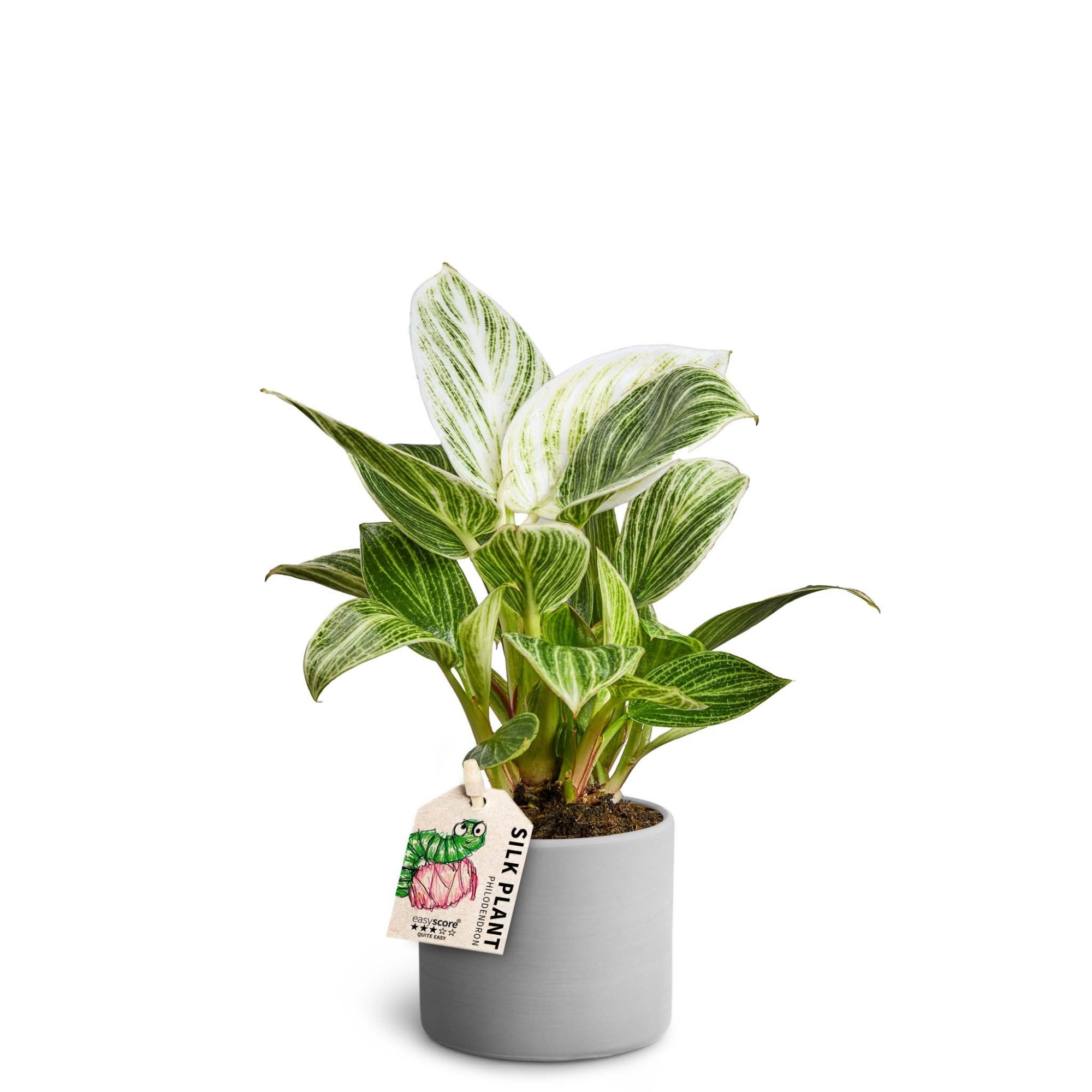 Raw Grey, Peridot, D 7 cm