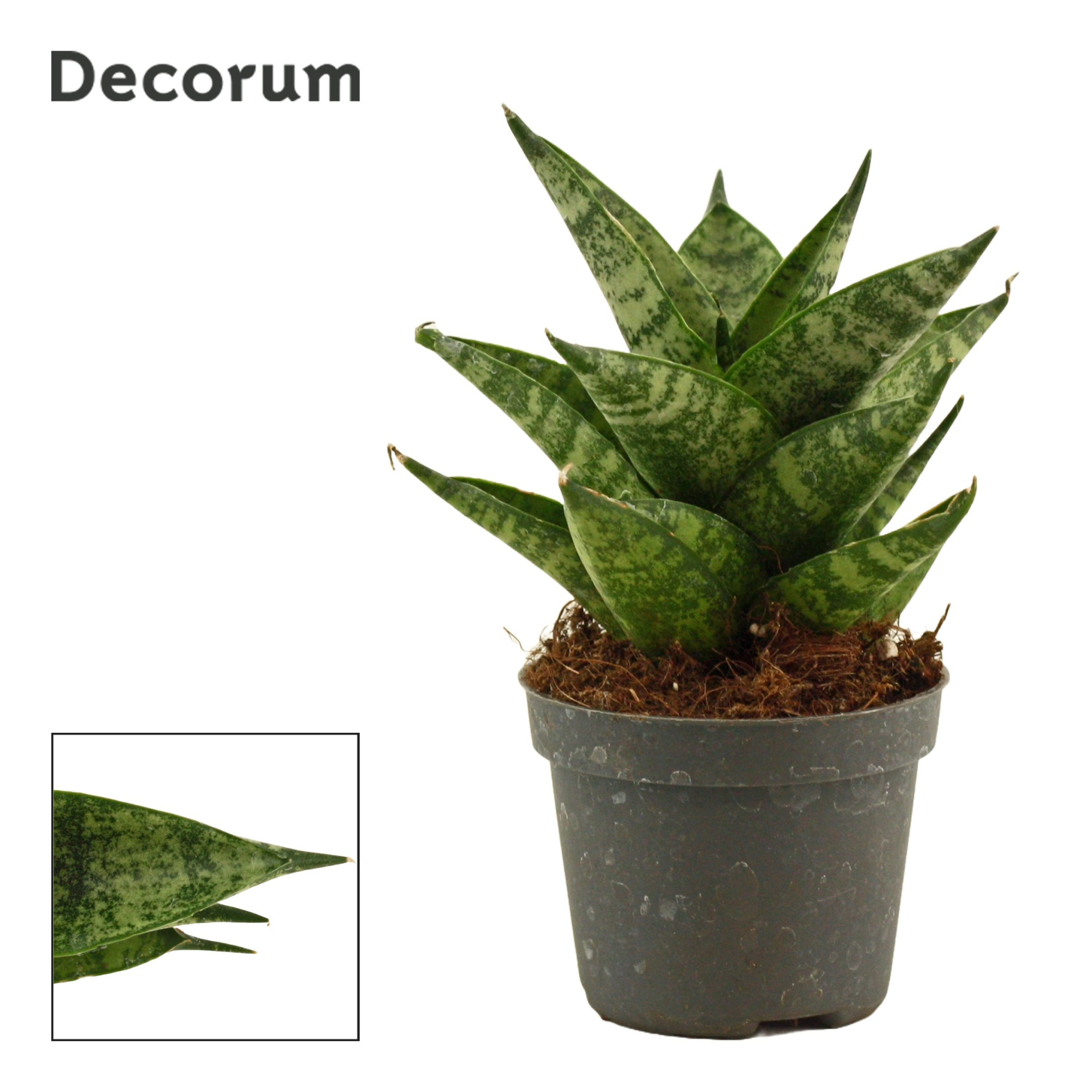 Sansevieria Brilliant Crown 6 cm (Decorum), D 6