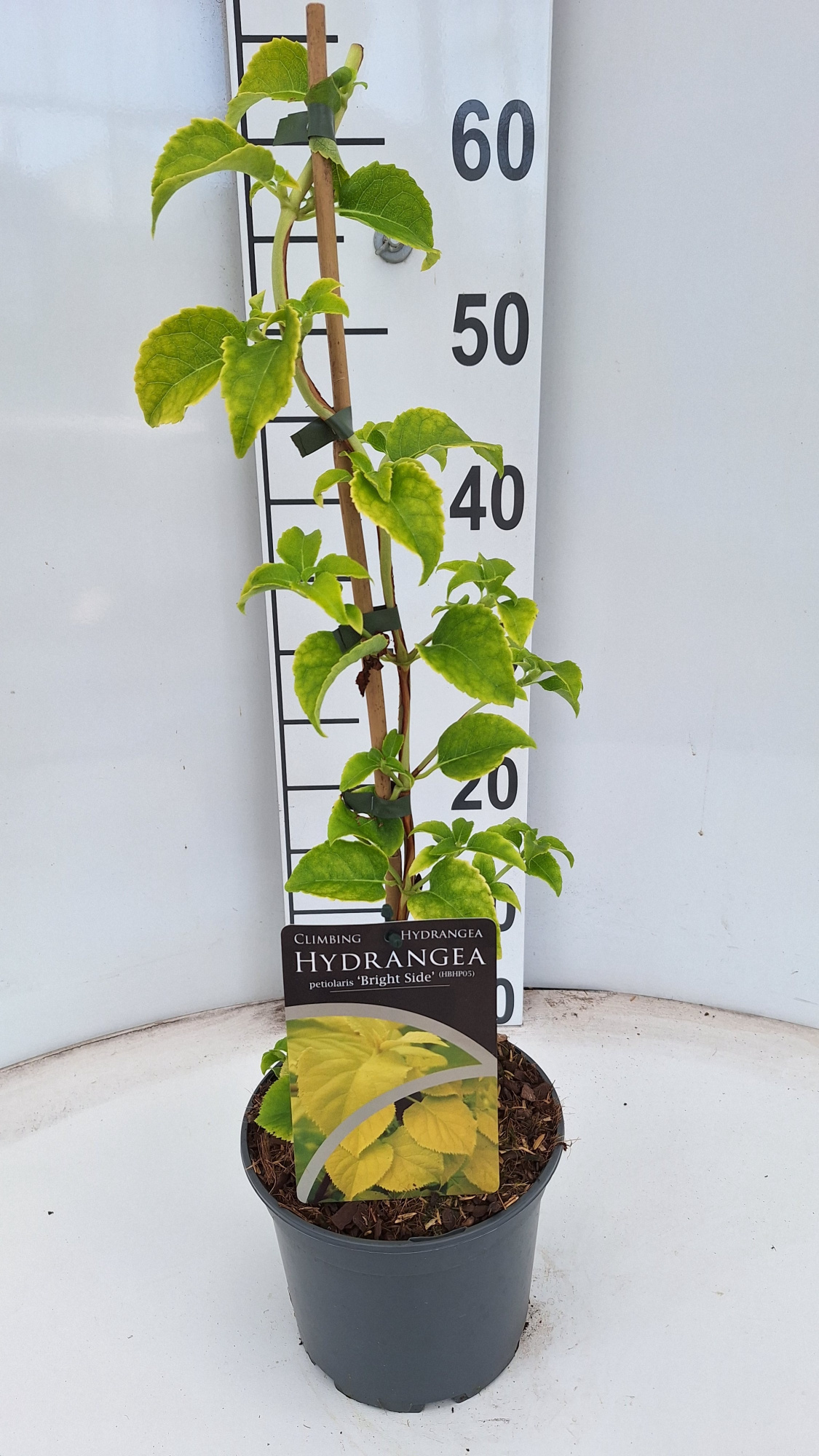 Hydrangea petiolaris Bright Side PBR, D 17 cm