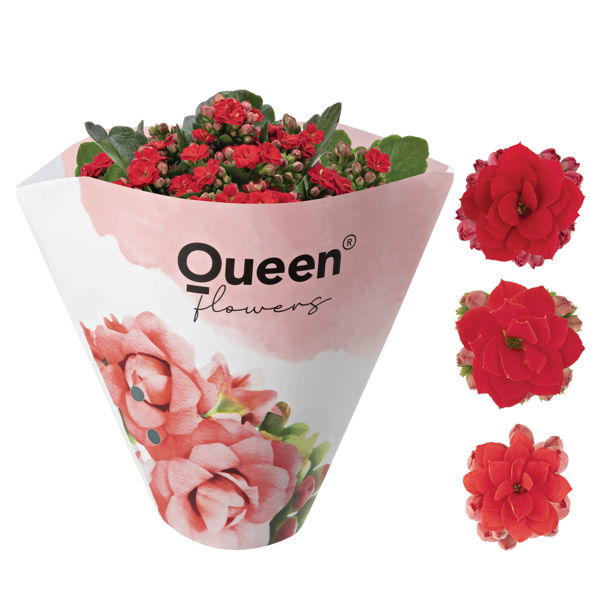 KALANCHOE ARTS-HYBRID 'RED ROSE FLOWER', D 11 cm