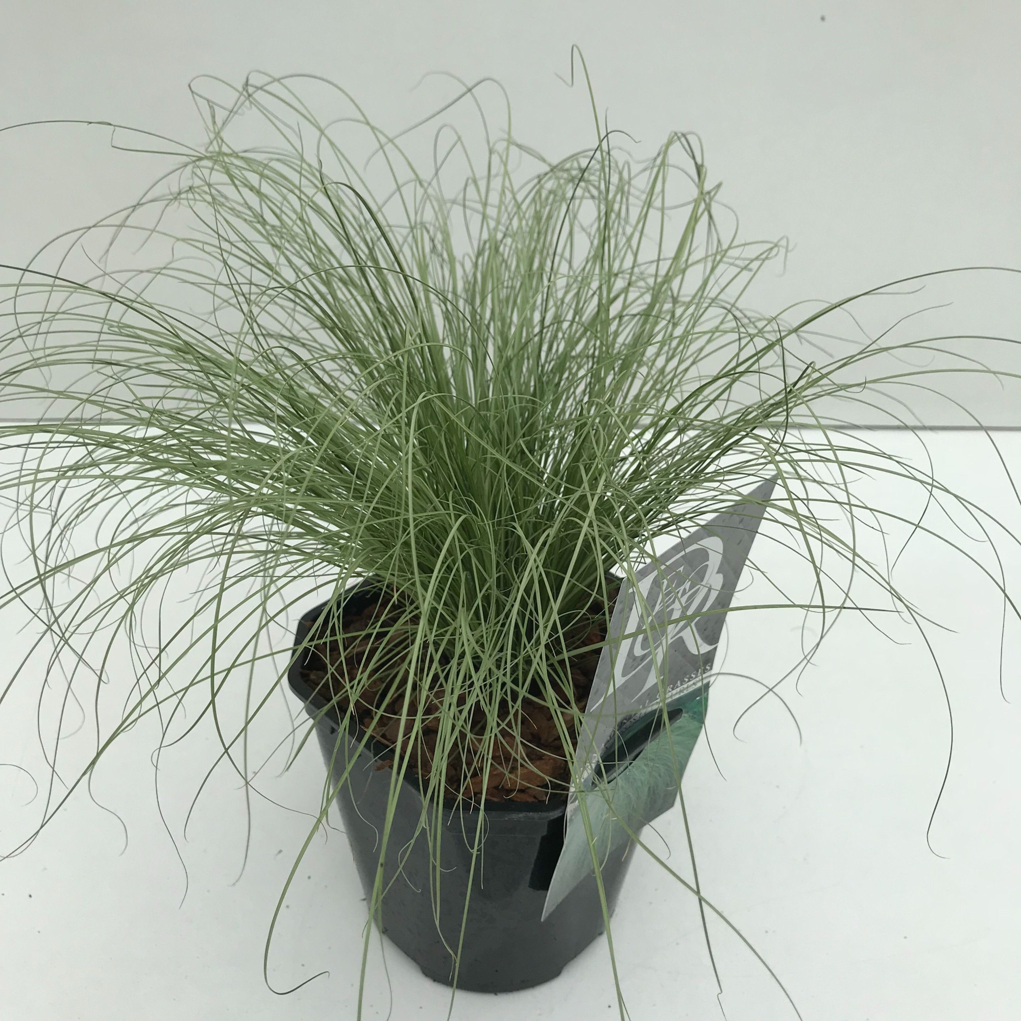 Carex 'Frosted Curls', D 17 cm