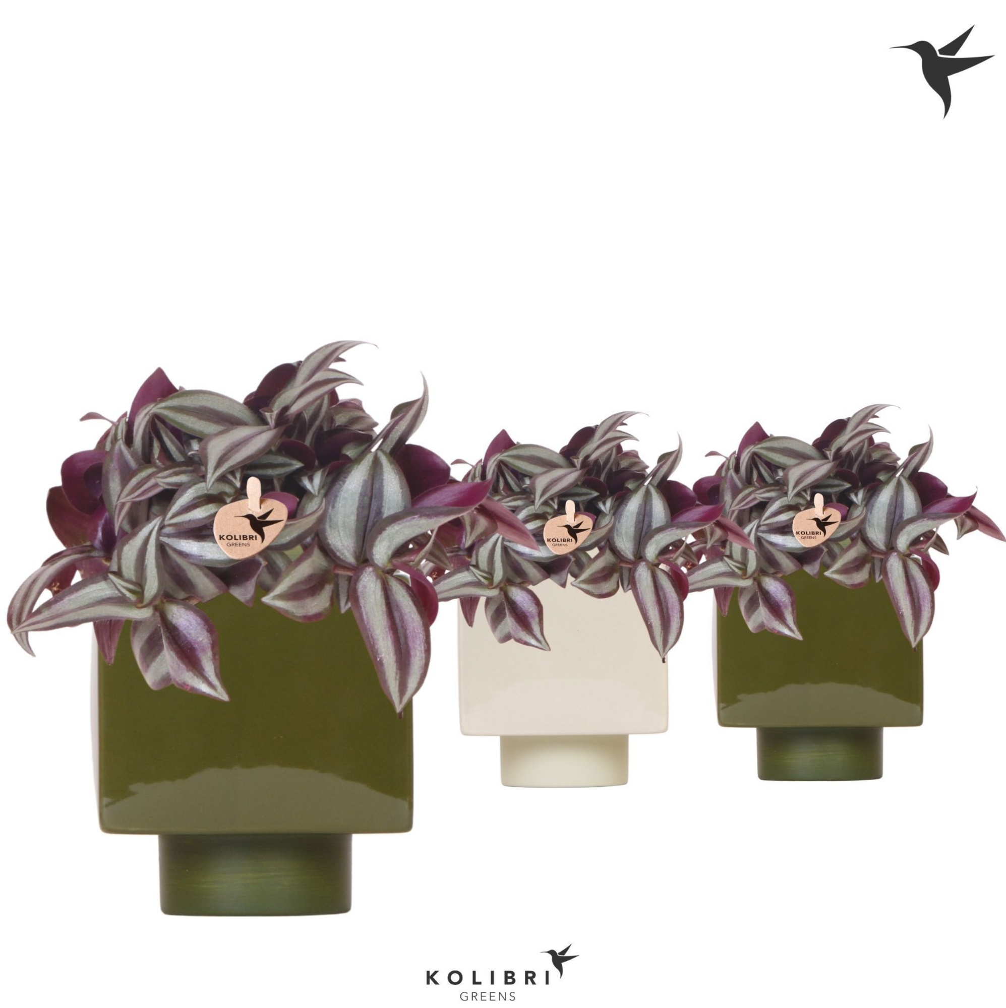 Kolibri Greens Tradescantia Zebrina in Cube pot green mix, D 9