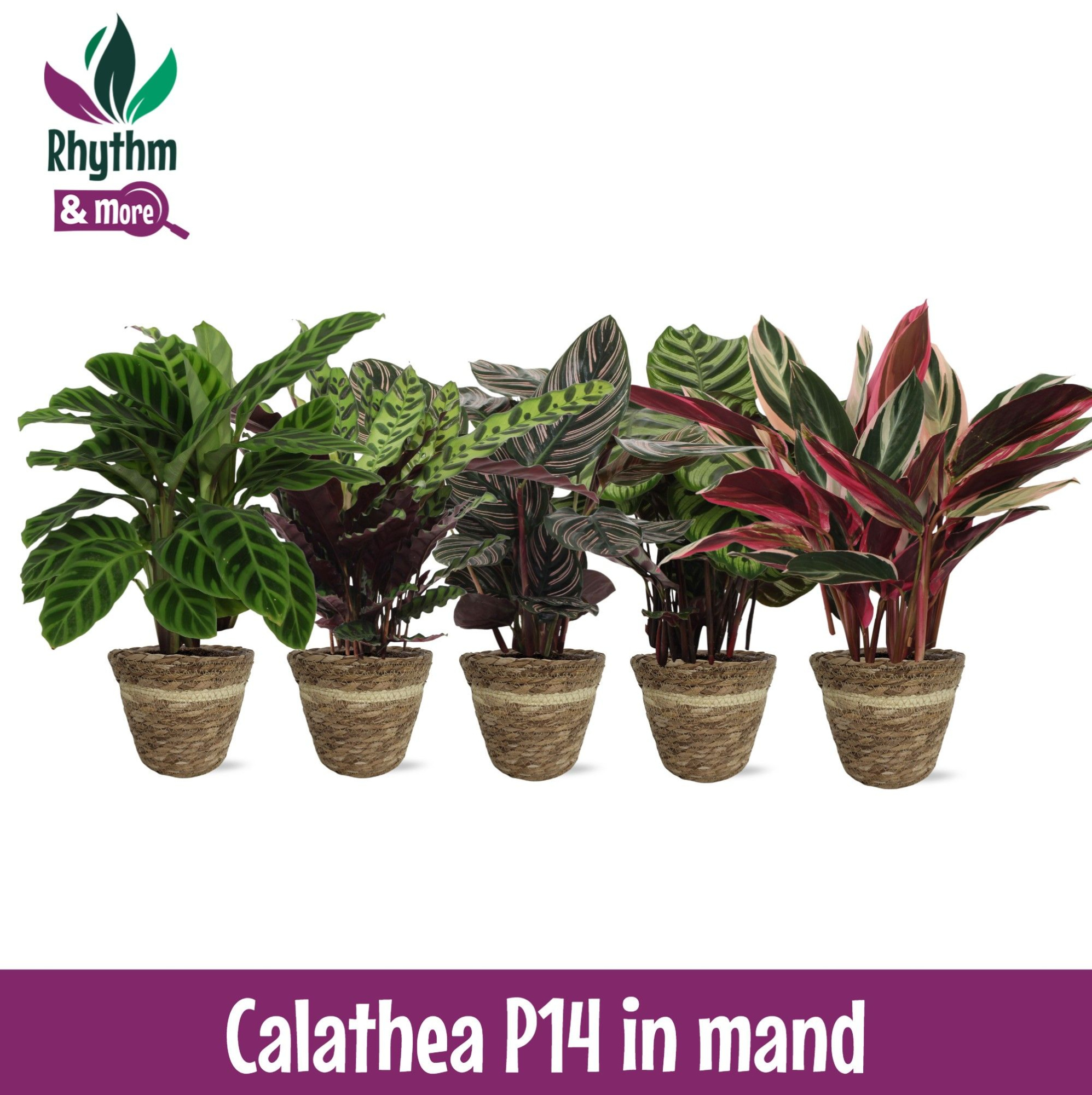 Calathea 14cm Gemengd in mand 2024 Rhythm & More, D 14 cm