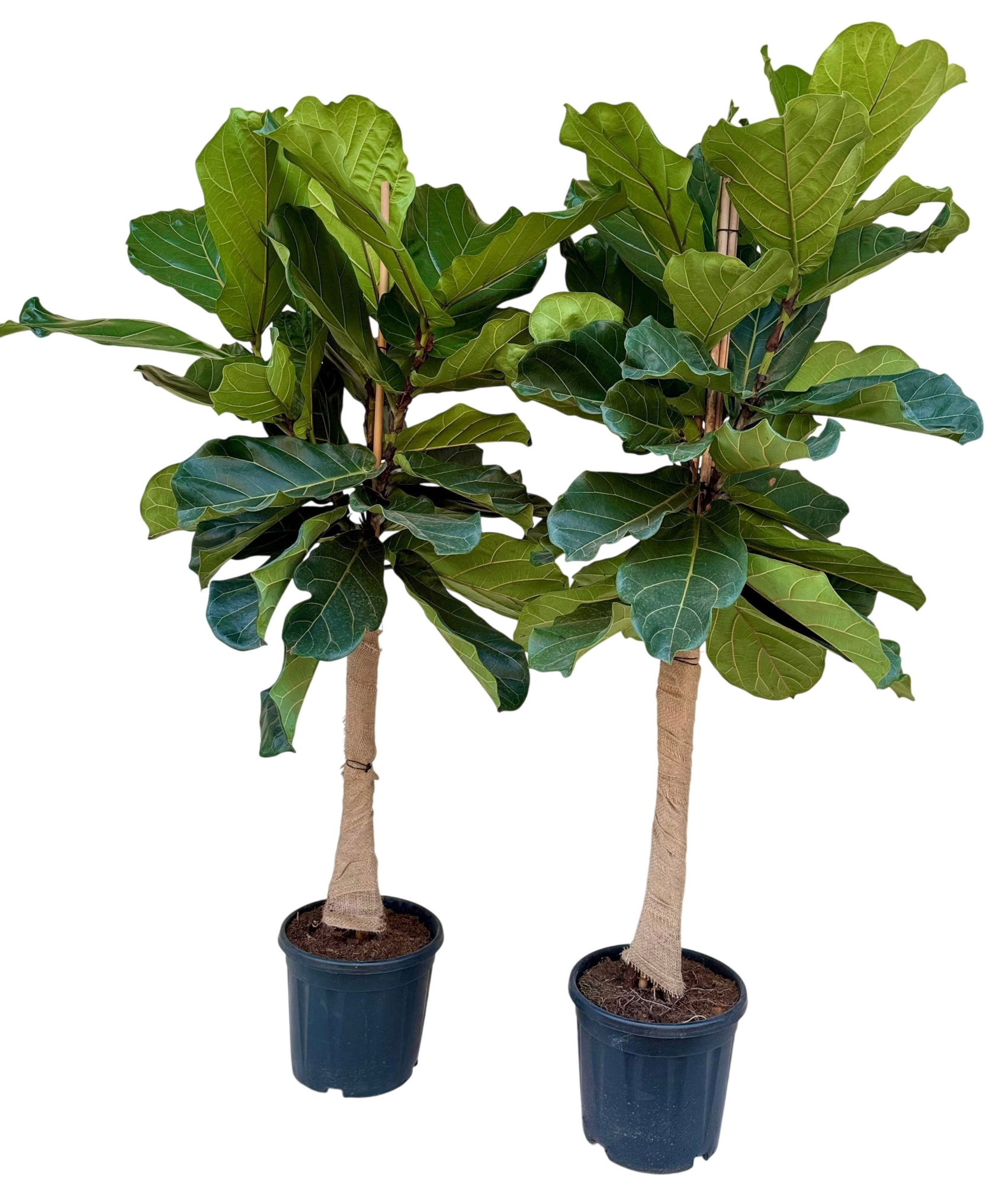 Ficus lyrata P30 stam met jute, D 30