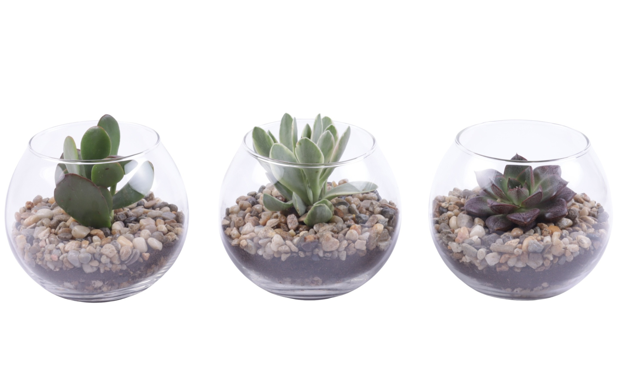 Yearround Arr. Succulent Glass Fishbowl Ø12cm 1PP, D 12 cm