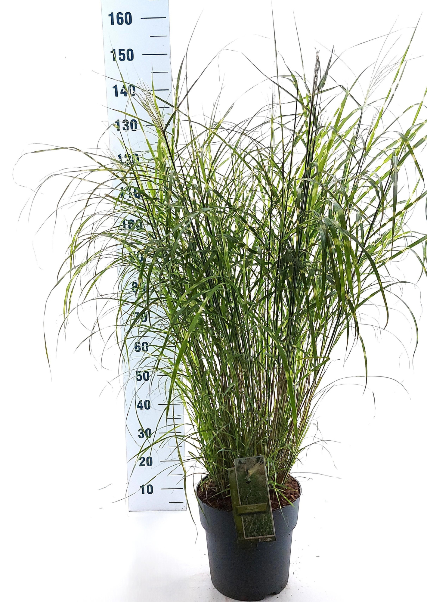 Miscanthus sin. 'Little Zebra', D 29 cm