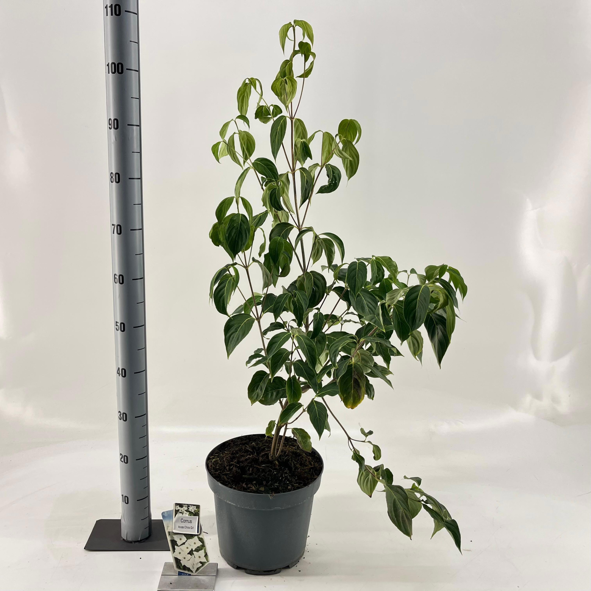 Cornus kousa 'China Girl', D 26 cm