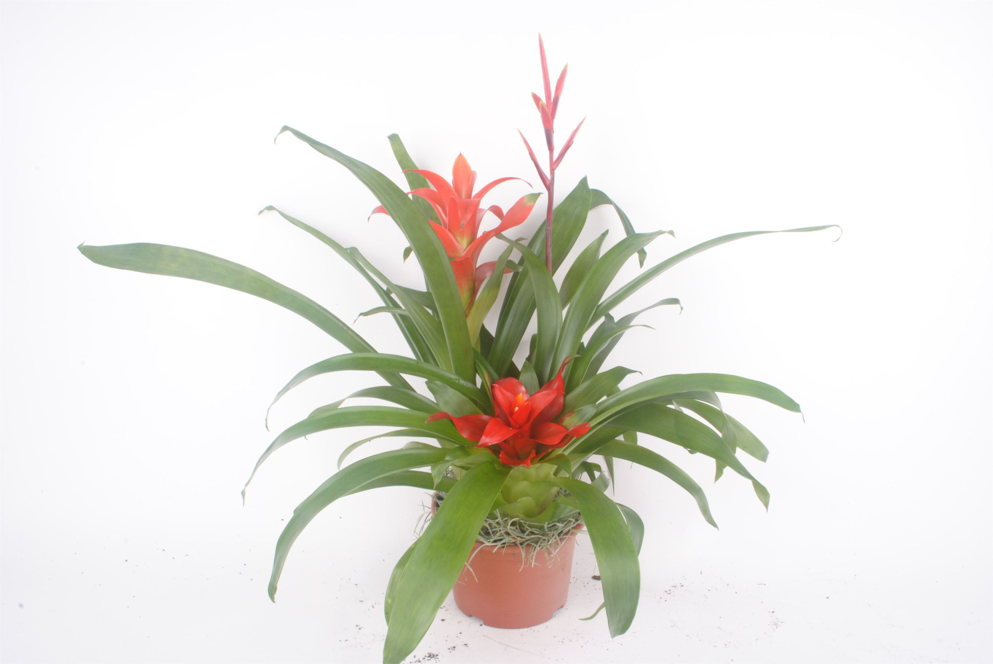 Bromelia schaal terracotta, D 14 cm