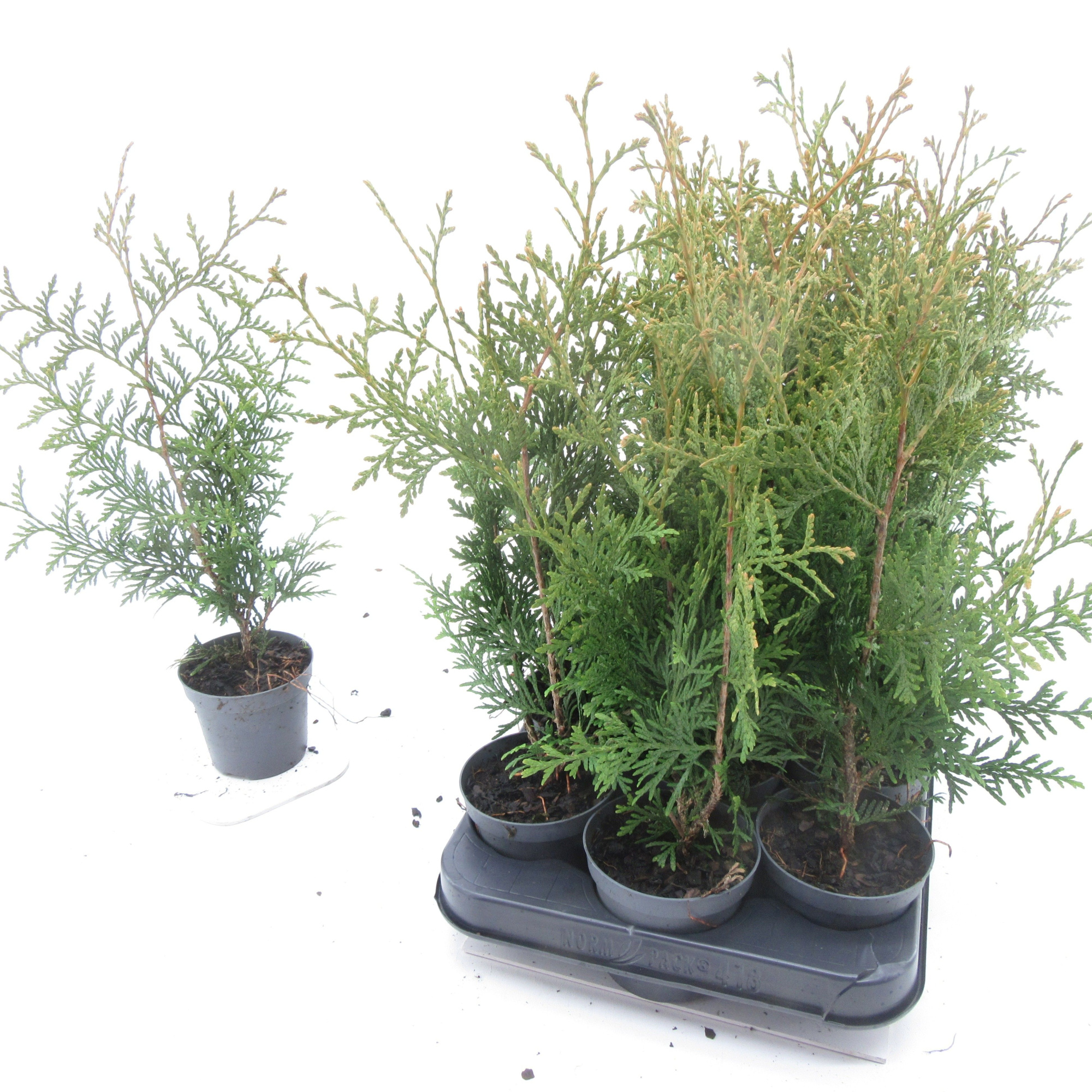 Thuja Brabant, D 9 cm