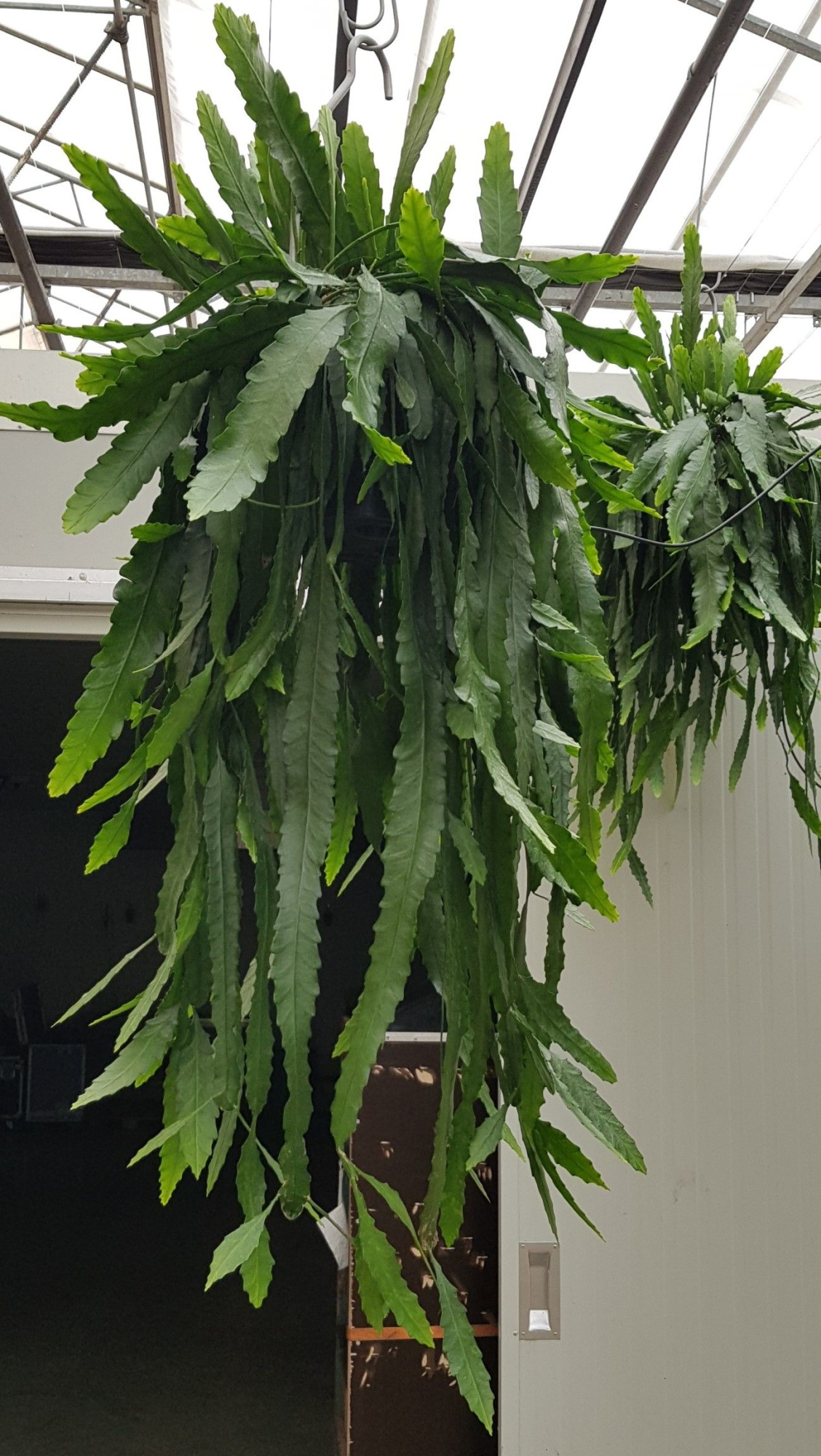 XXL Houletianum 25cm STH, D 25 cm