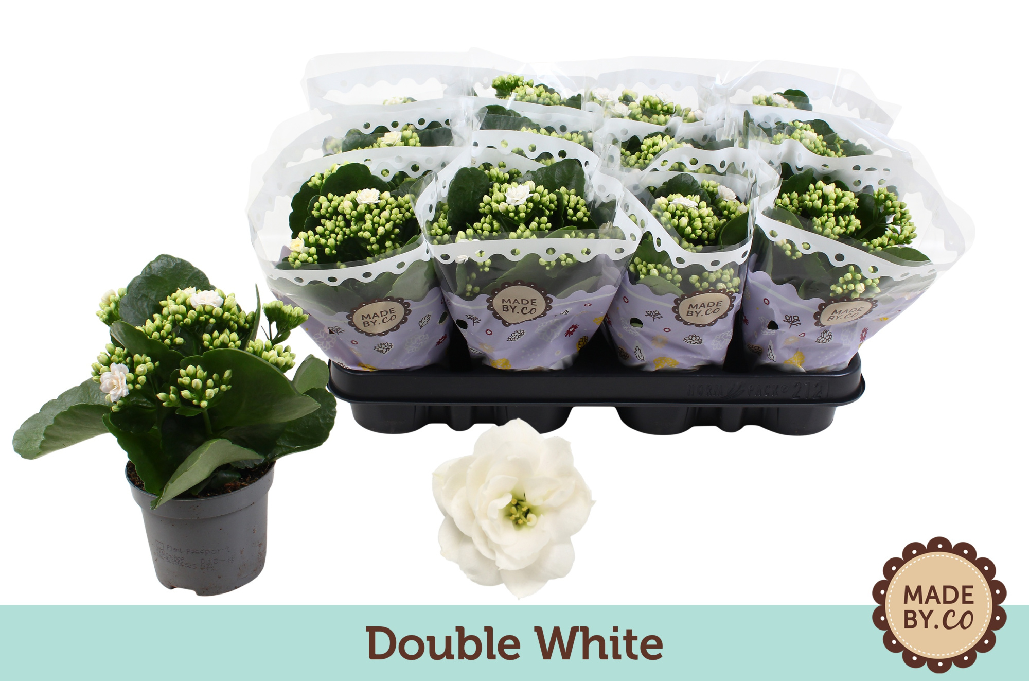 Kalanchoë Double White, D 9 cm