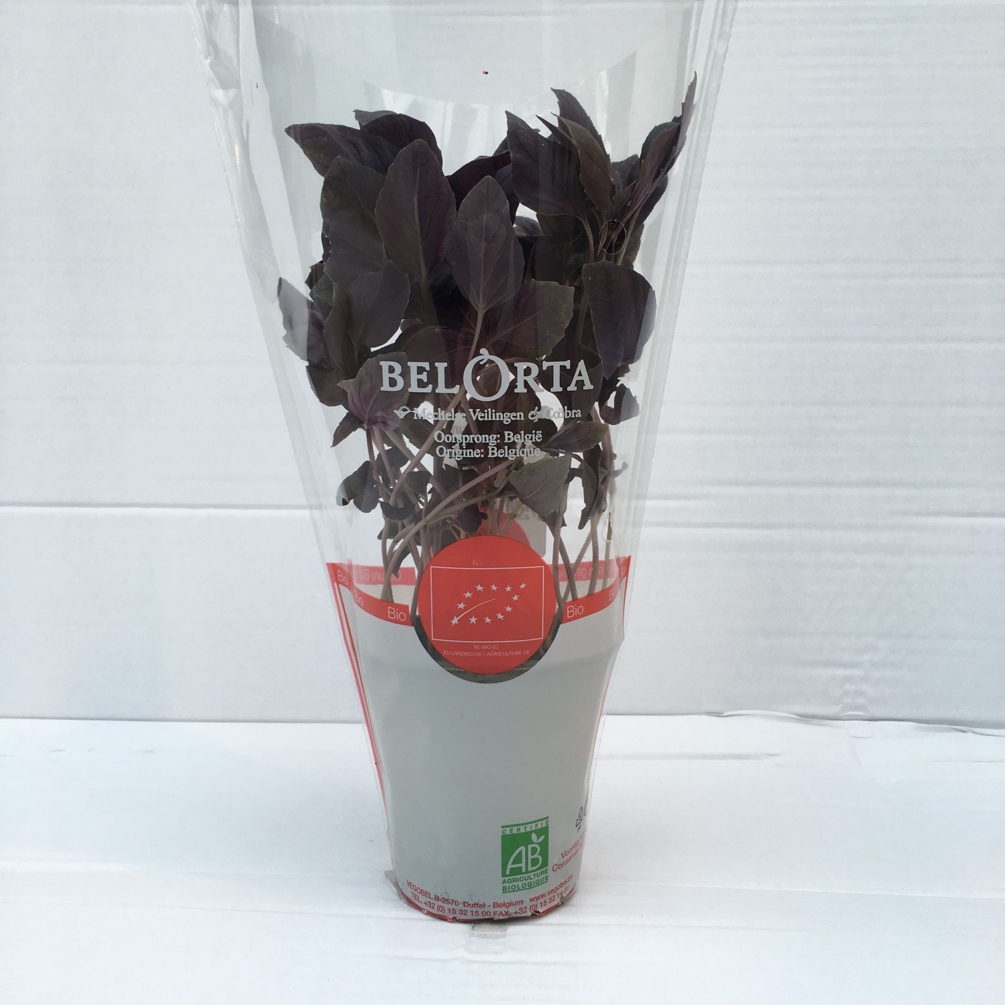 Basilicum Roodbladig P9, D 9 cm