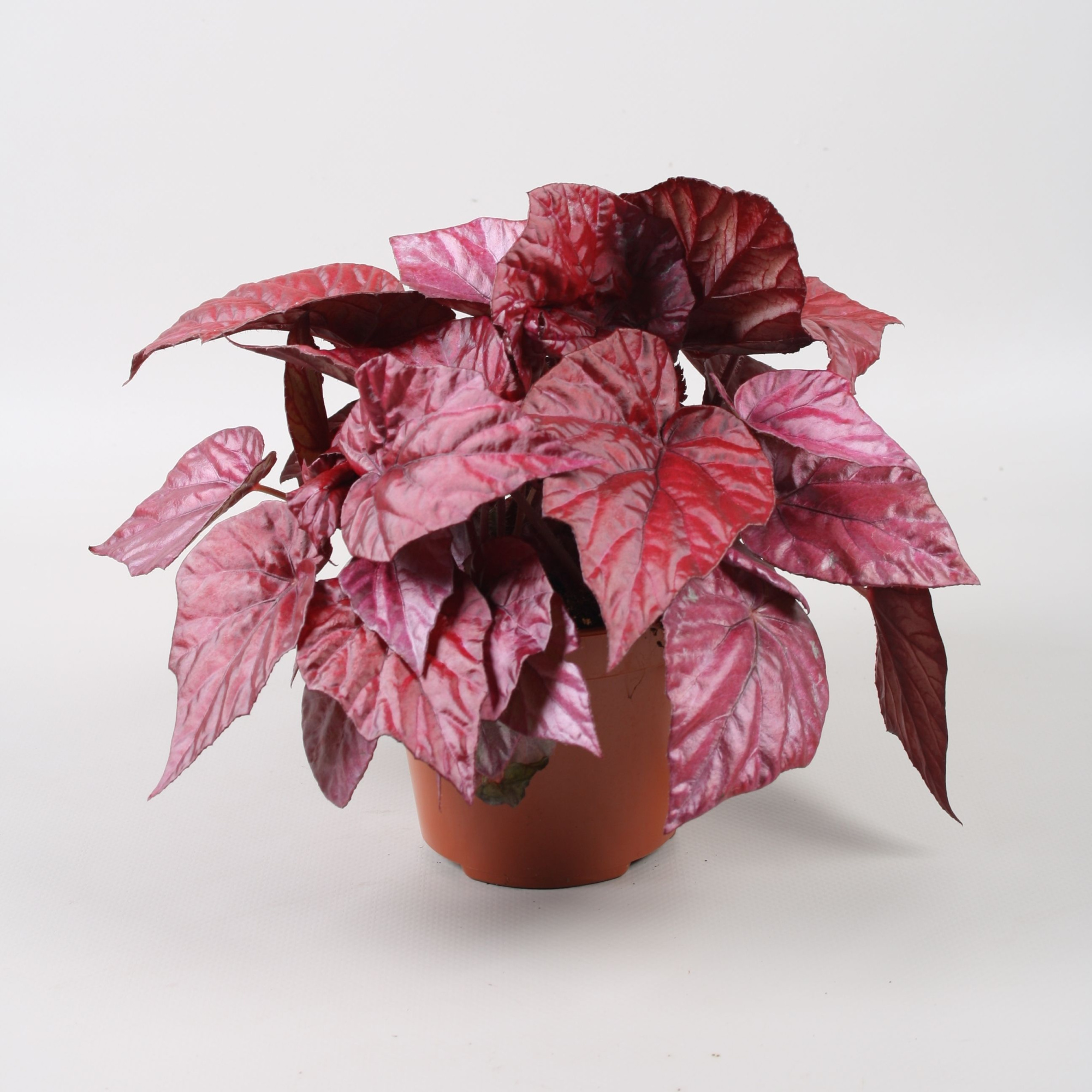 Begonia Beleaf Inca Flame, D 12 cm