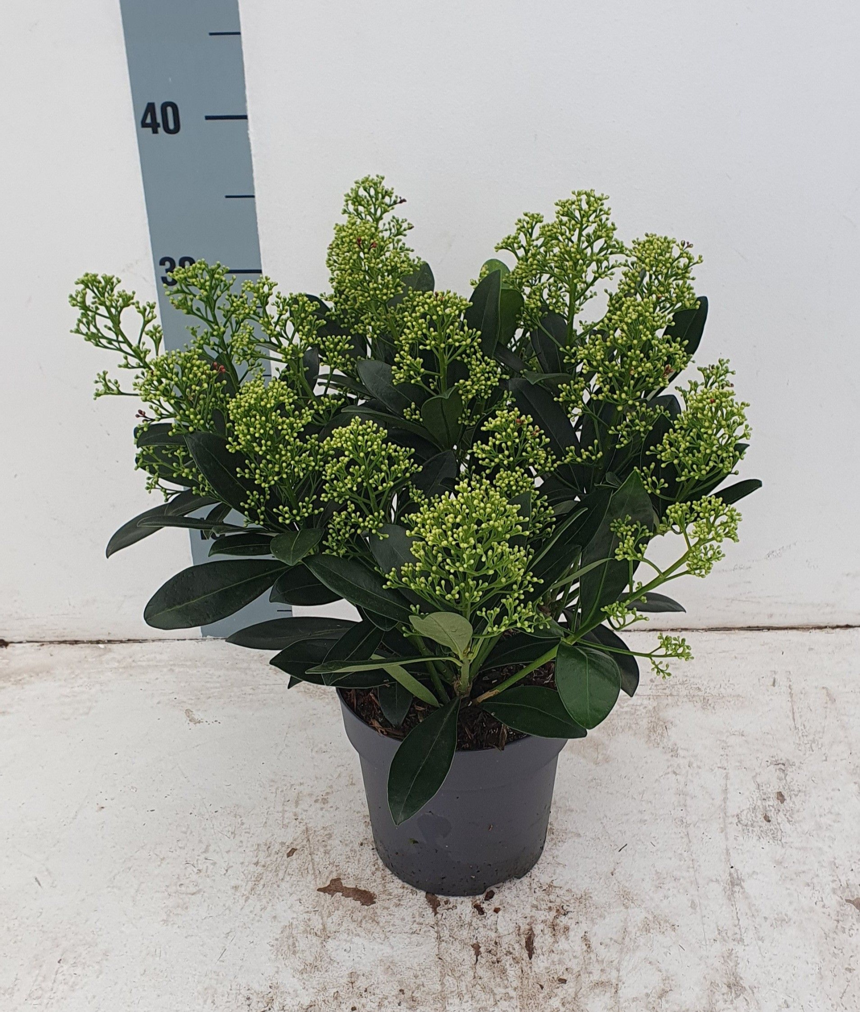 Finchy 15 cm 15+ bloem, D 15 cm