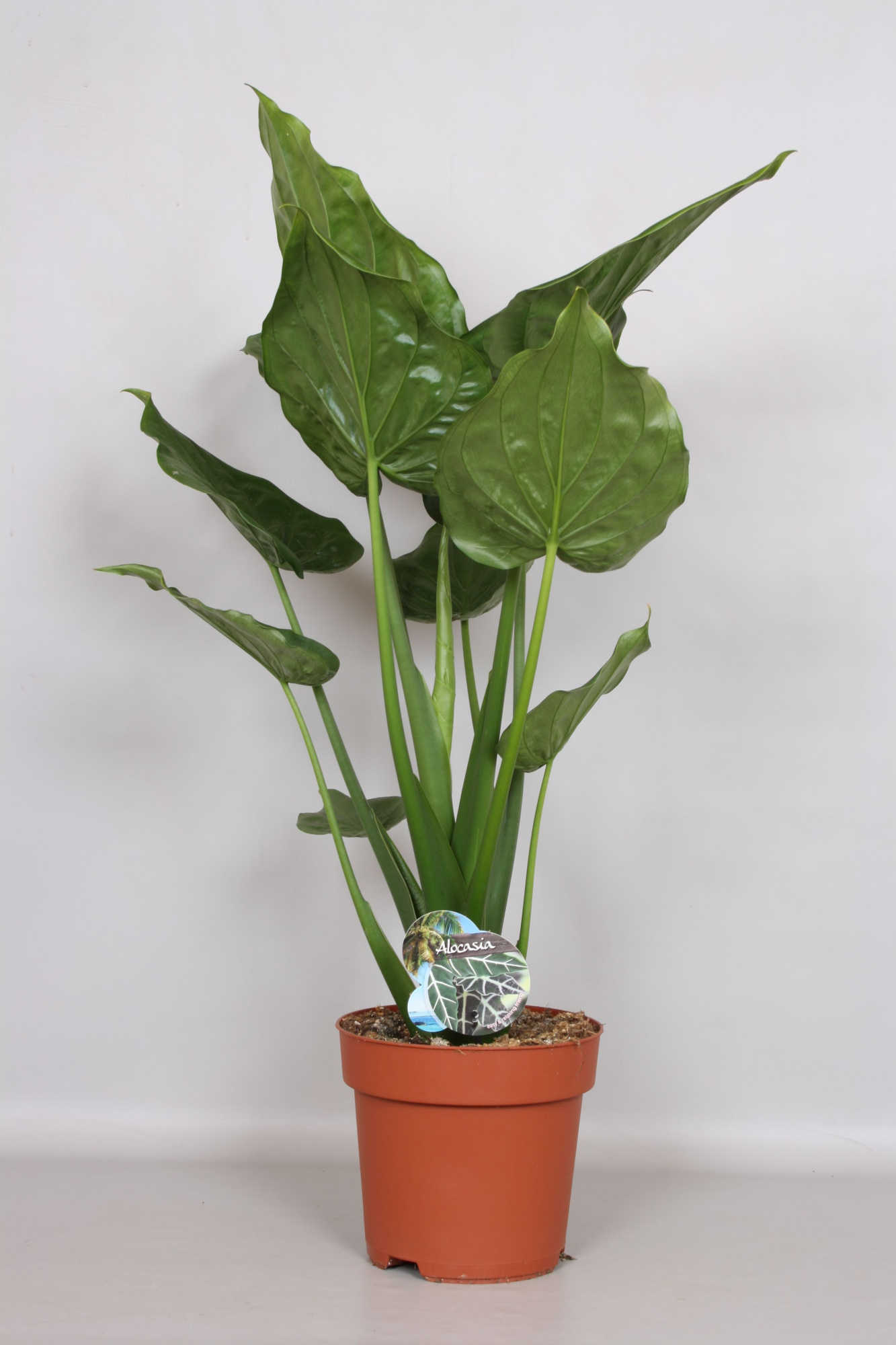 Alocasia Cucullata - Green4life, D 24