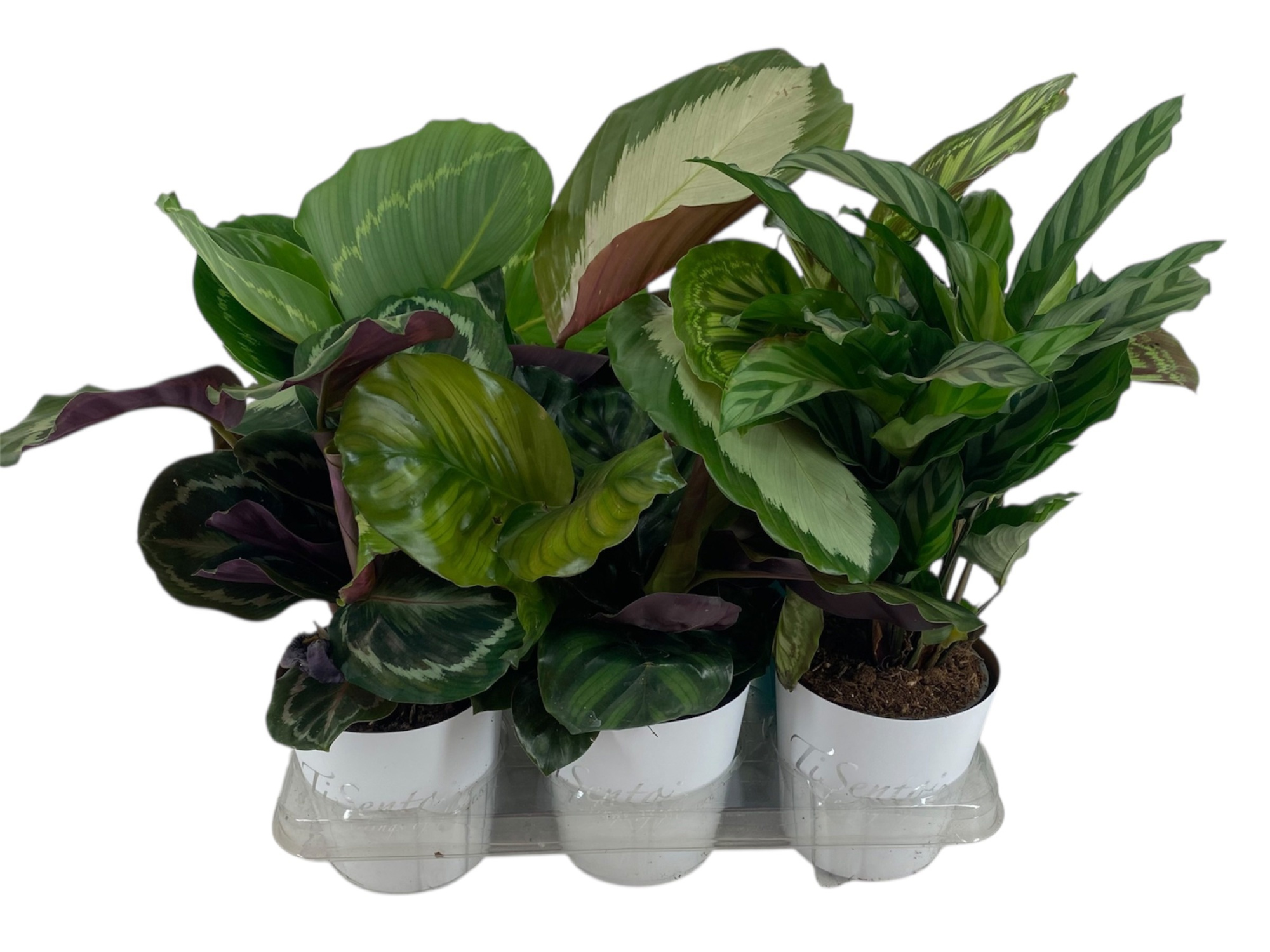 Groen Calathea smart cup wit, D 12