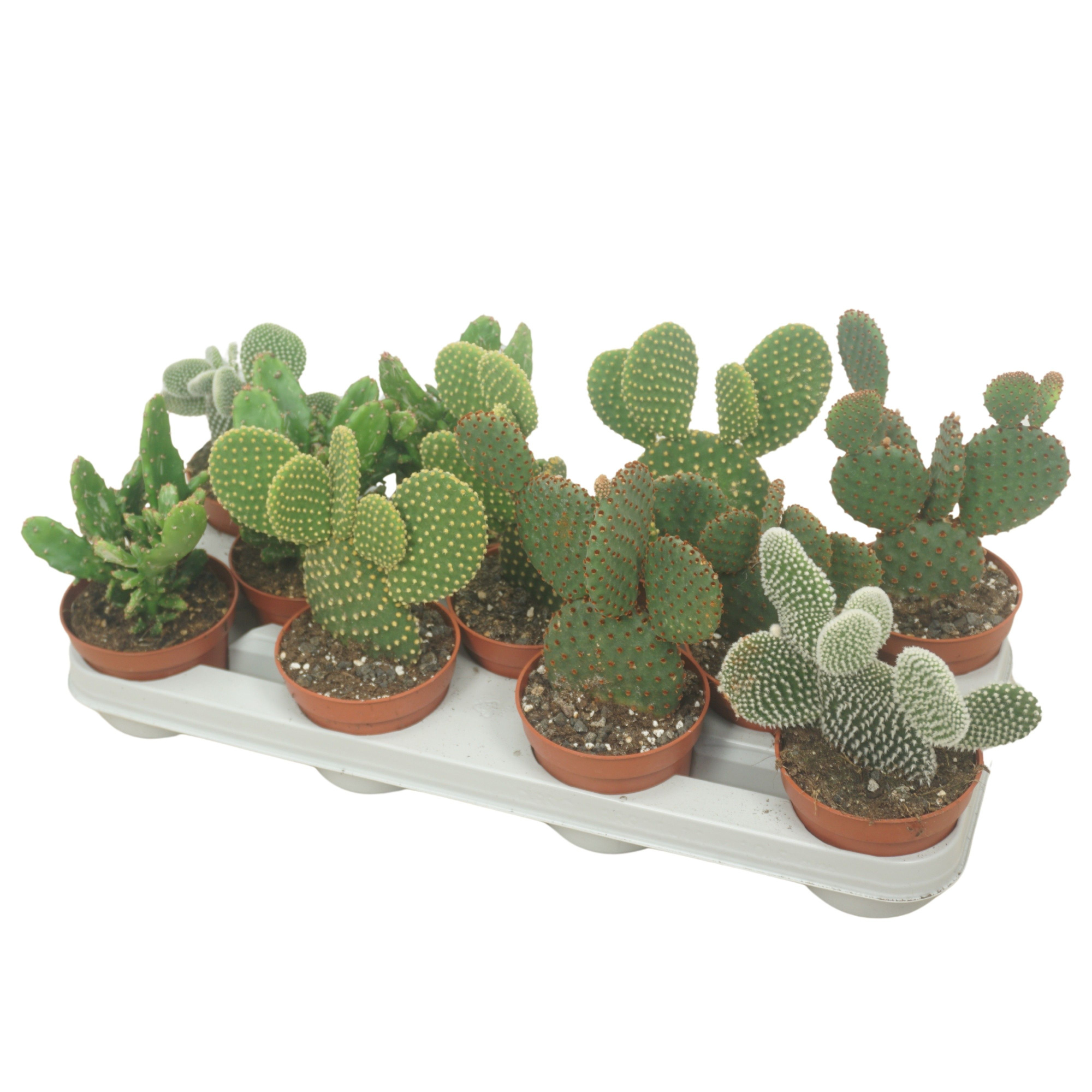 CITES FREE - Opuntia mix 10,5 cm, D 10,5 cm