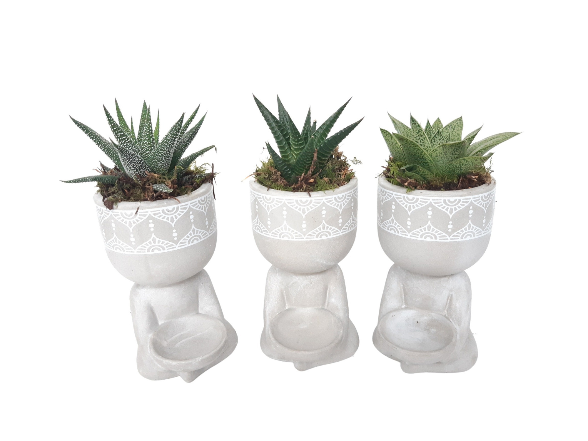 Chillings mixtray minigroenmix, D 10 cm