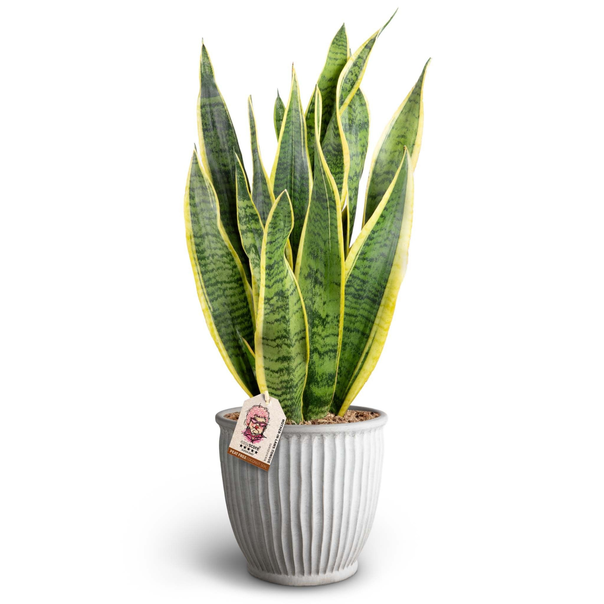 Athena Sand, Sansevieria `Laurentii`, D 17