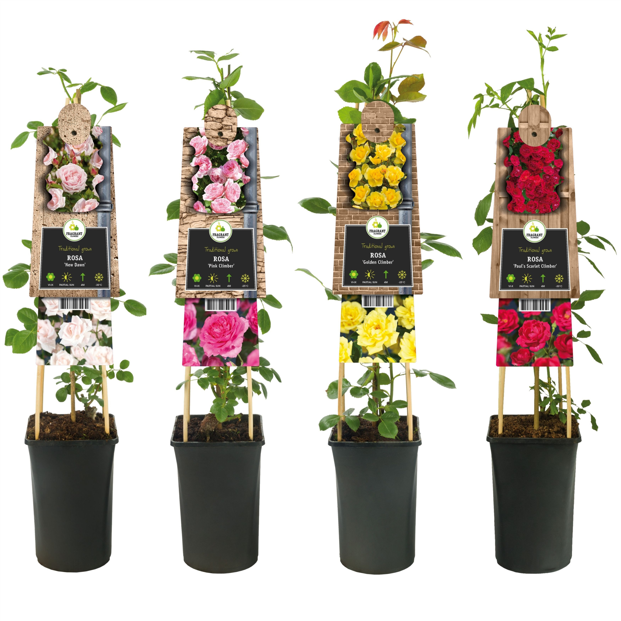 Mixshelf Rosa +3.0 label, D 17