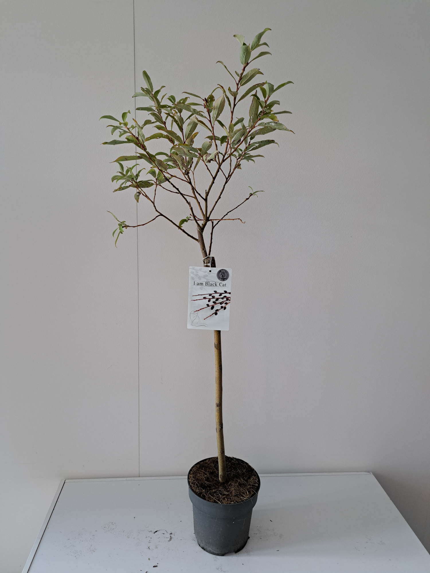 Salix Kurome stam 60, D 19 cm