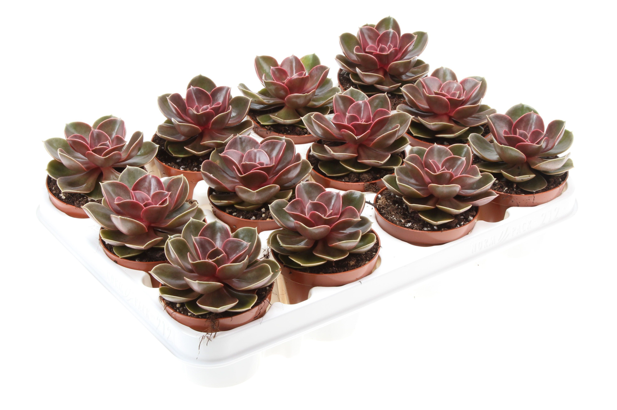 Echeveria magic parel, D 8,5 cm