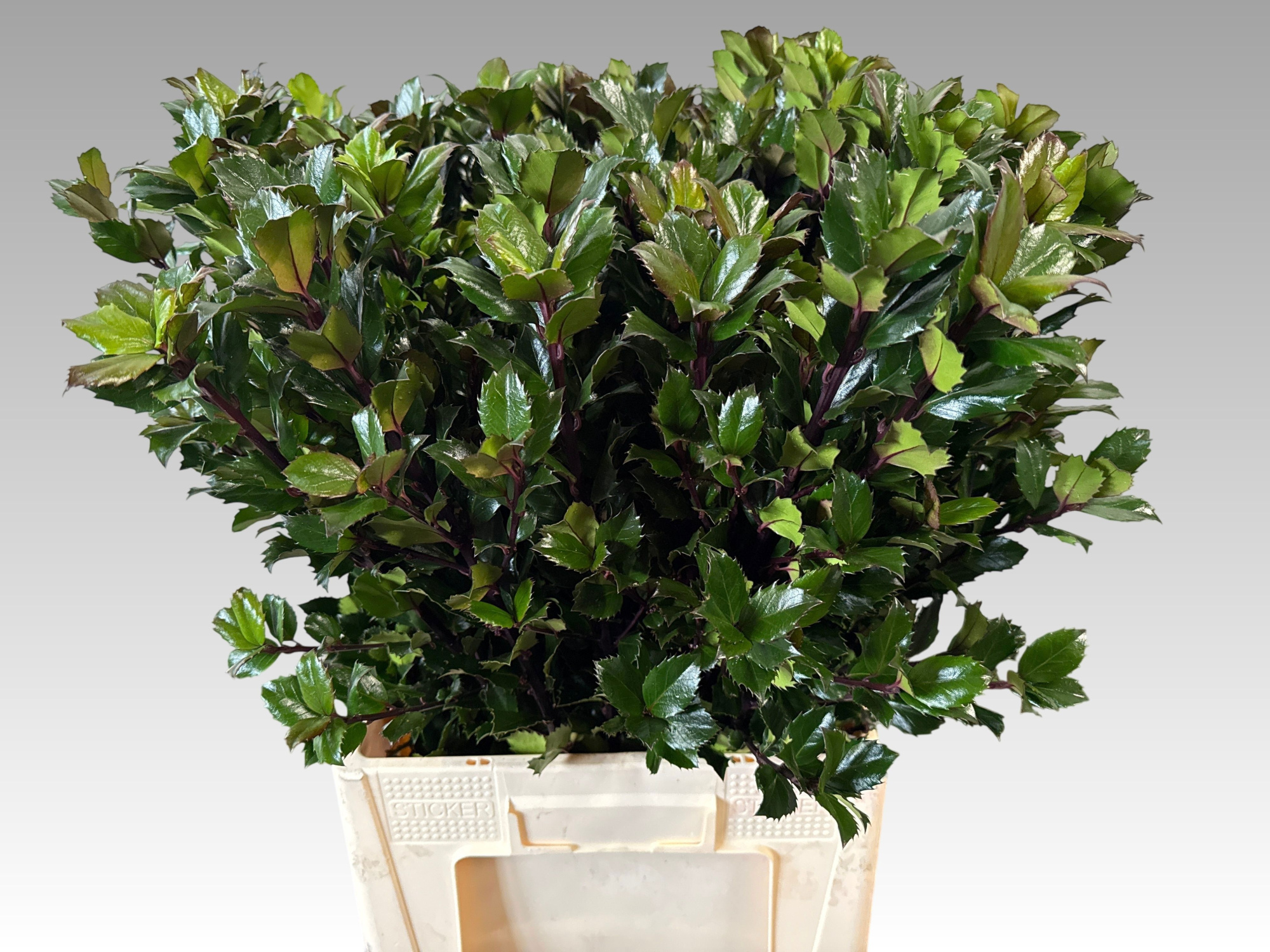 Илекс Блю Принц 70, шт.