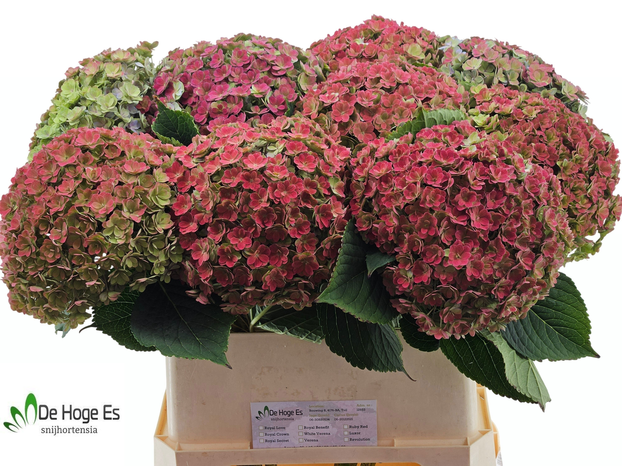 Гортензия Люксор Классик 80, шт.