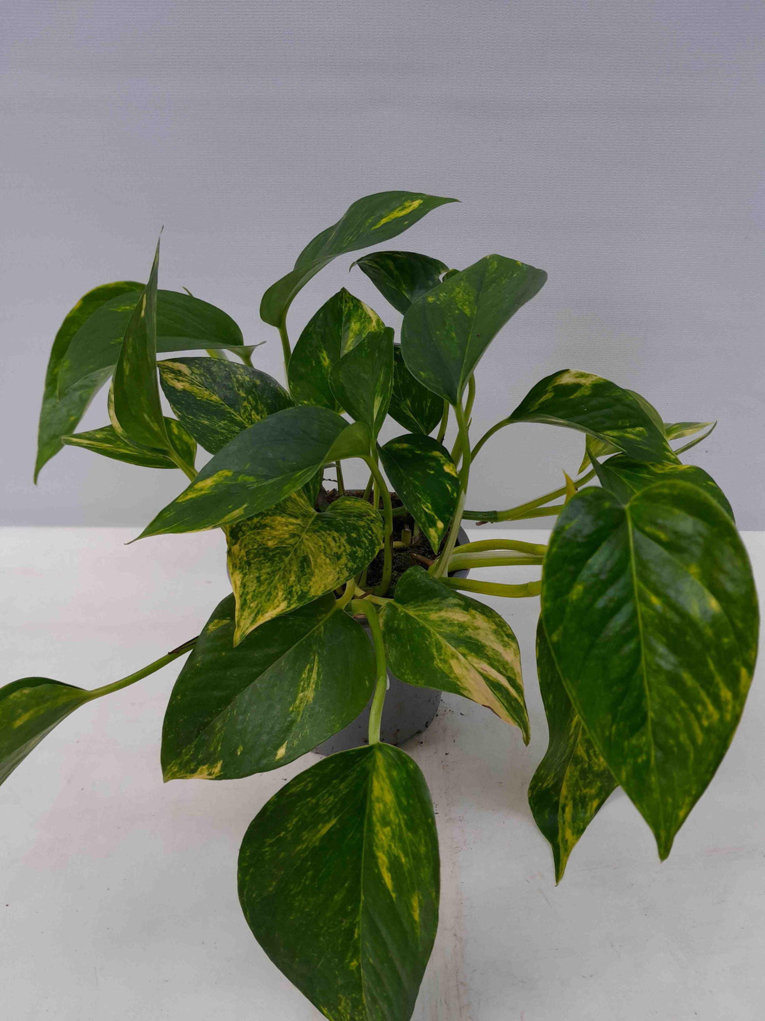 EPIPREMNUM PINNATUM 'AUREUM', D 12