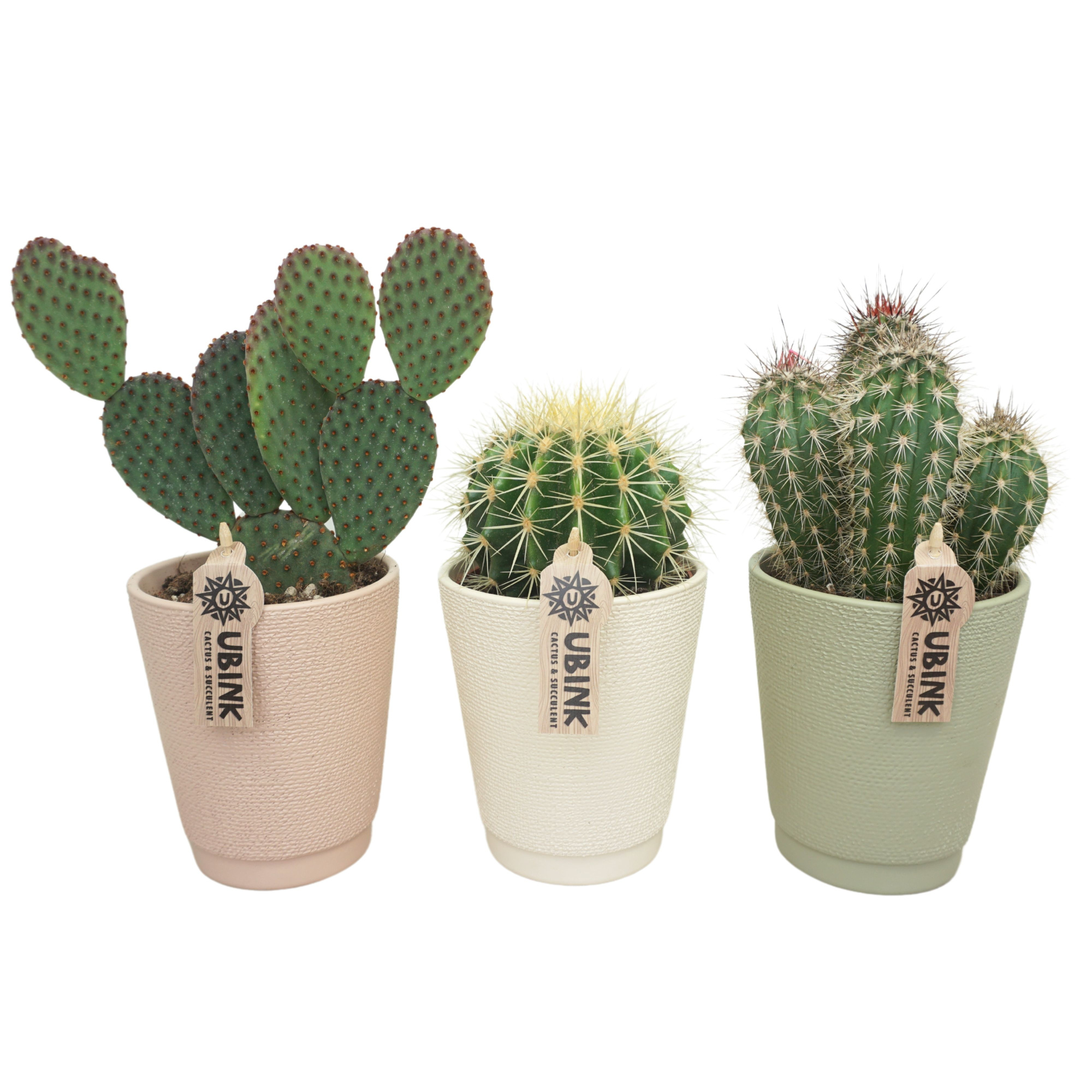 Cactus mix in 13 cm pastel Vaaspot (3 assorti), D 12 cm