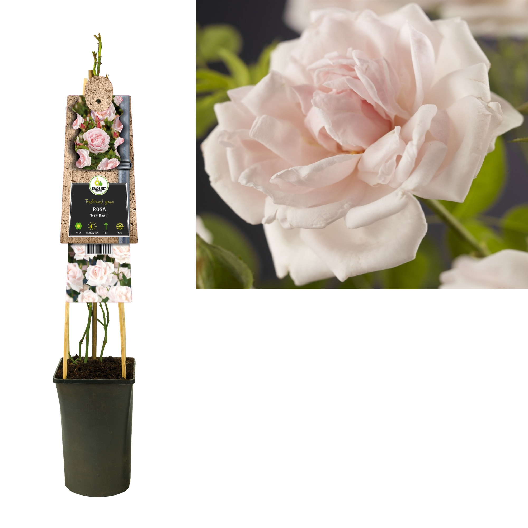 Rosa 'New Dawn' +3.0 label, D 17 cm