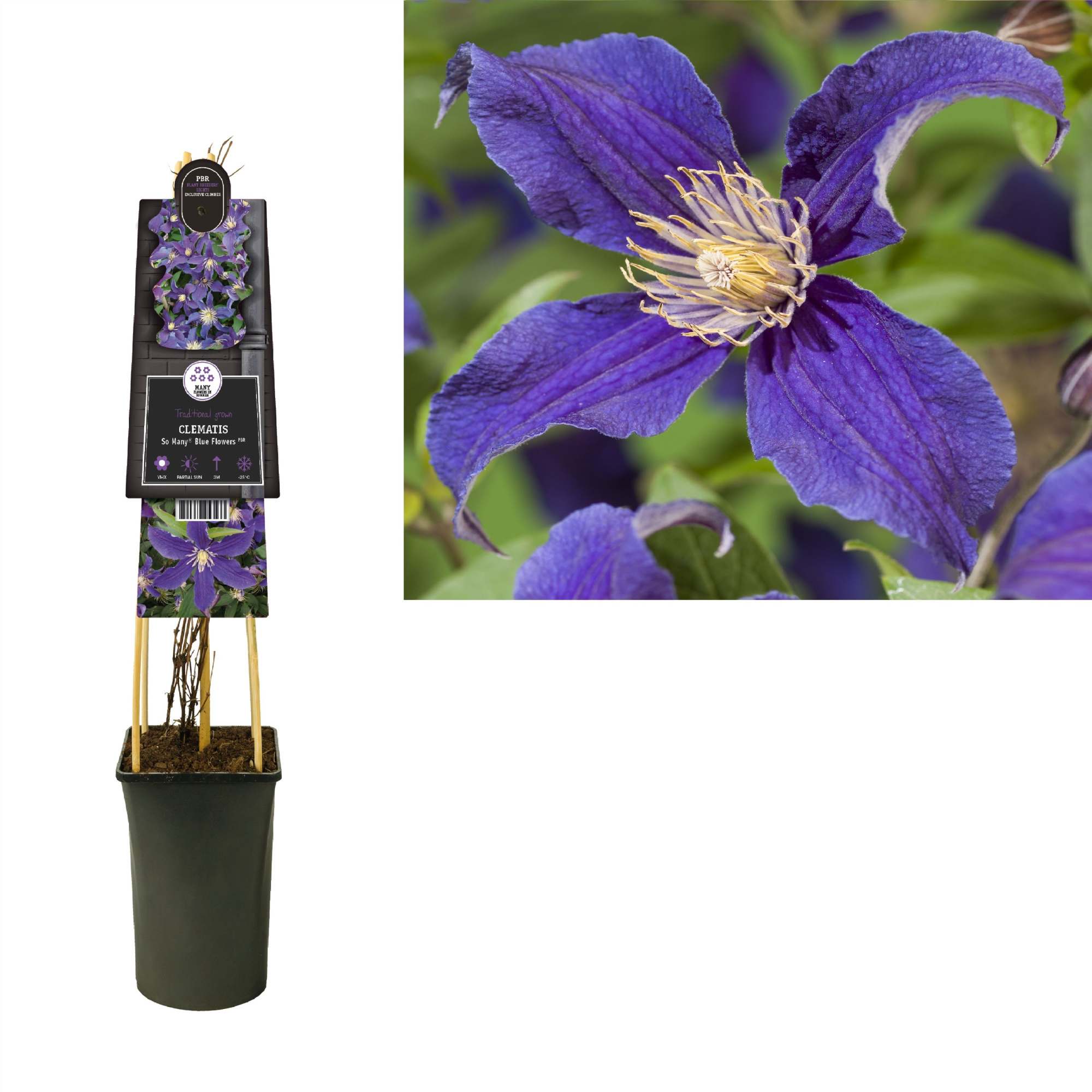 Clematis So Many® Blue Flowers PBR +3.0 label, D 17 cm