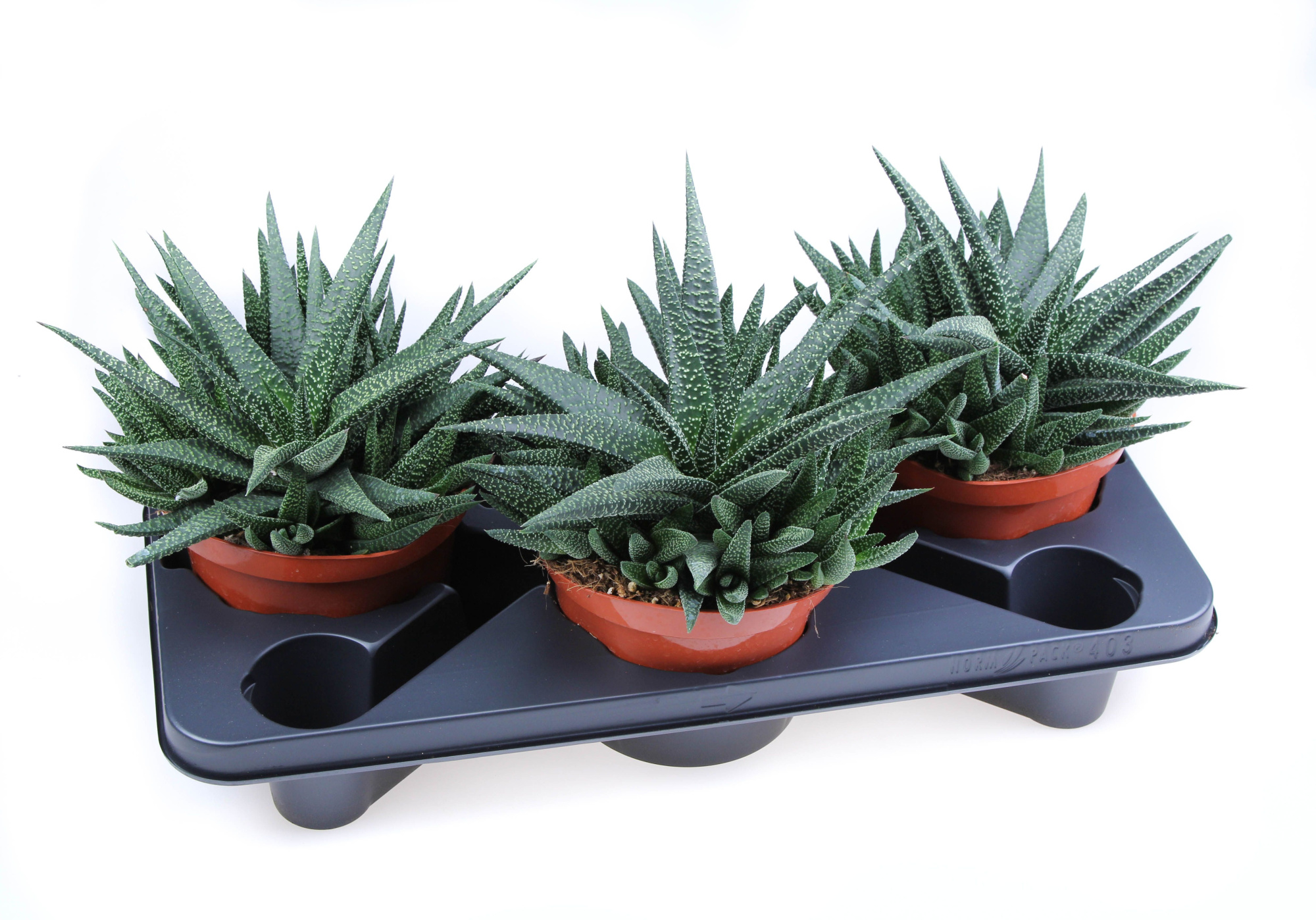 Haworthia Royal highness, D 17