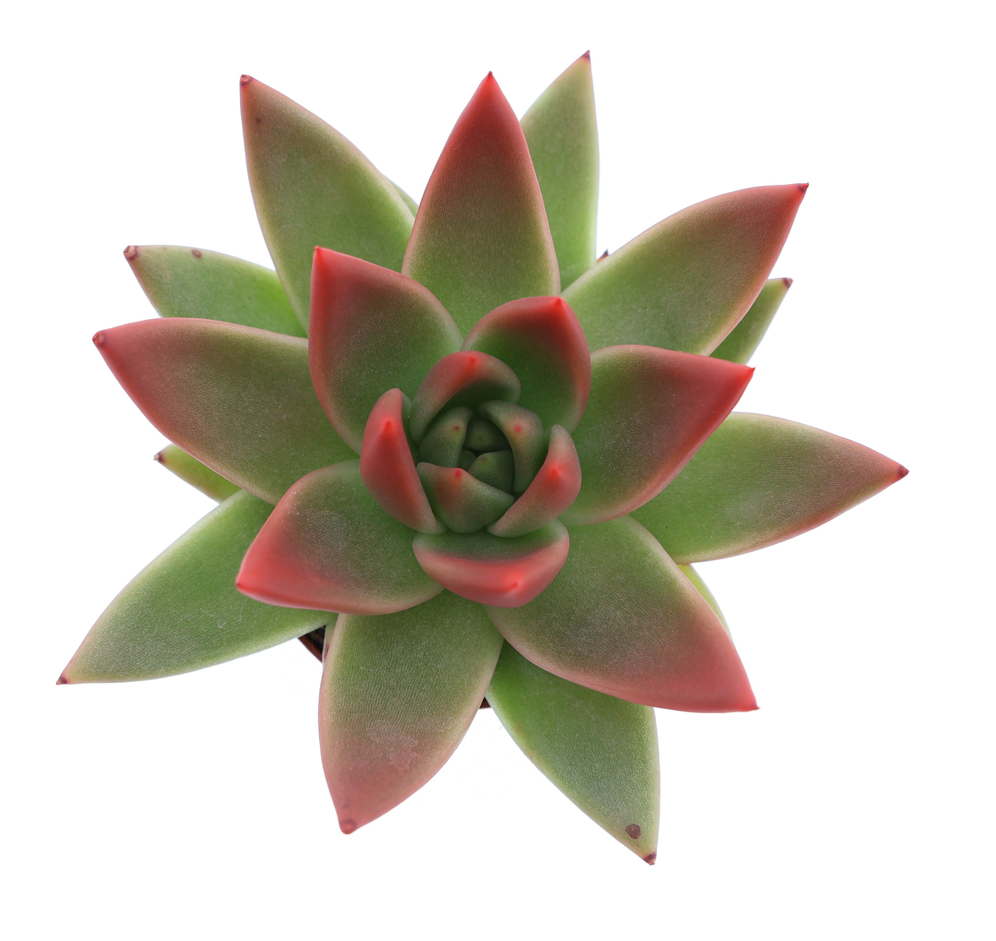 Miranda tips red, D 6 cm