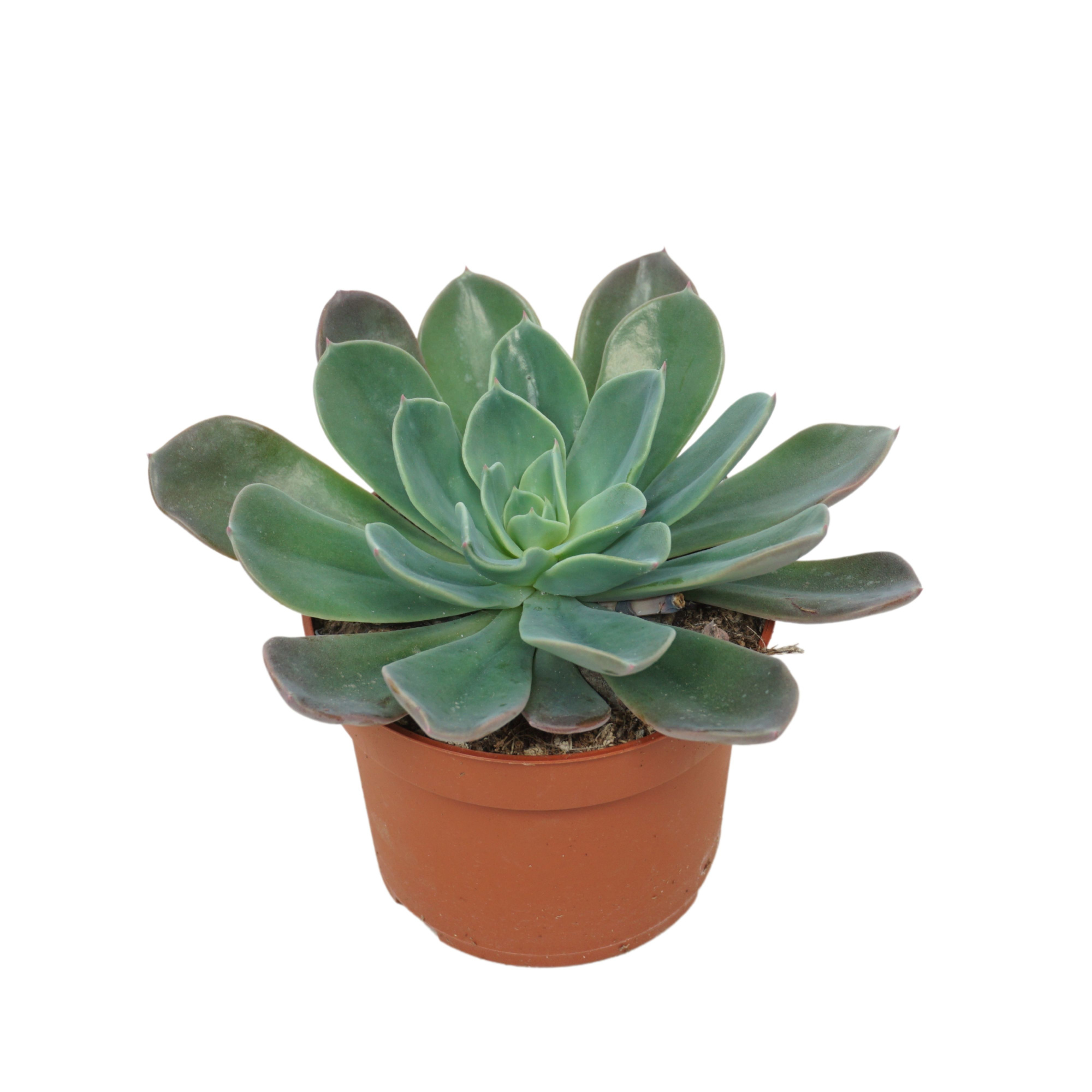 Echeveria blue prince 10,5 cm zonder bloem, D 10,5