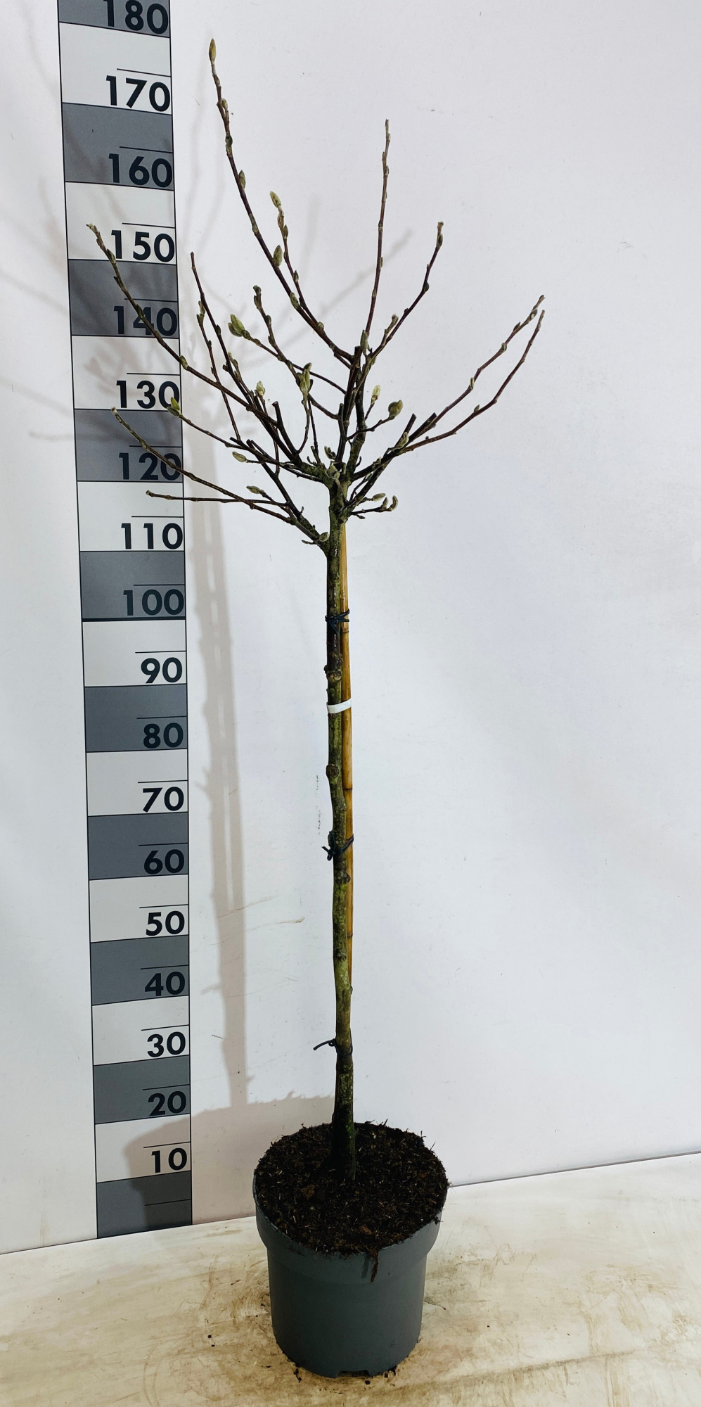 Magnolia stellata, D 29